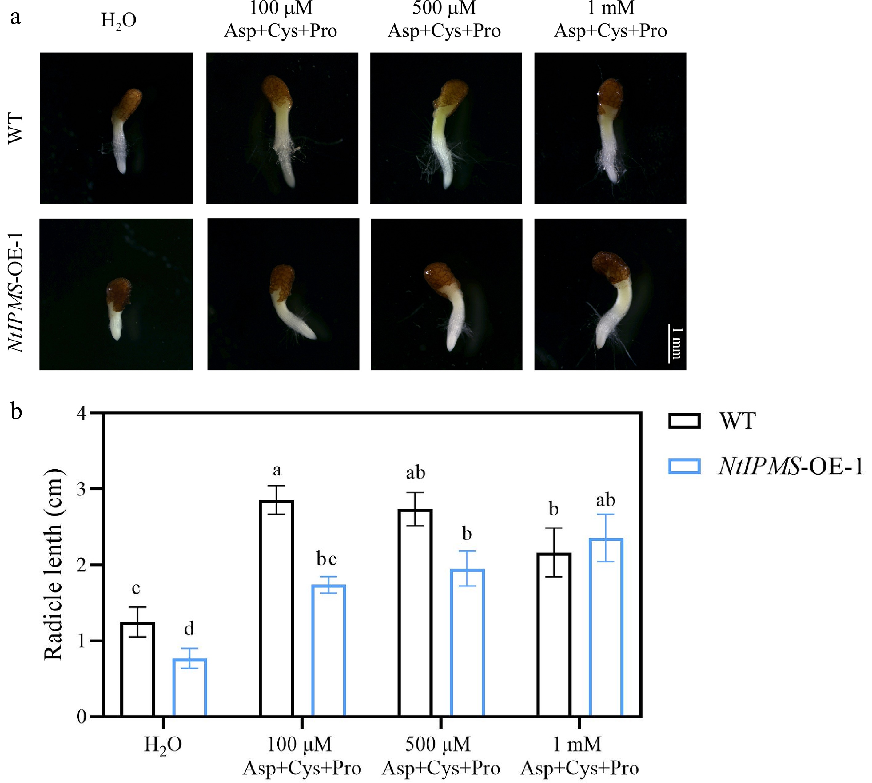 Overexpression of NtIPMS reduces tobacco seed germination under cold ...