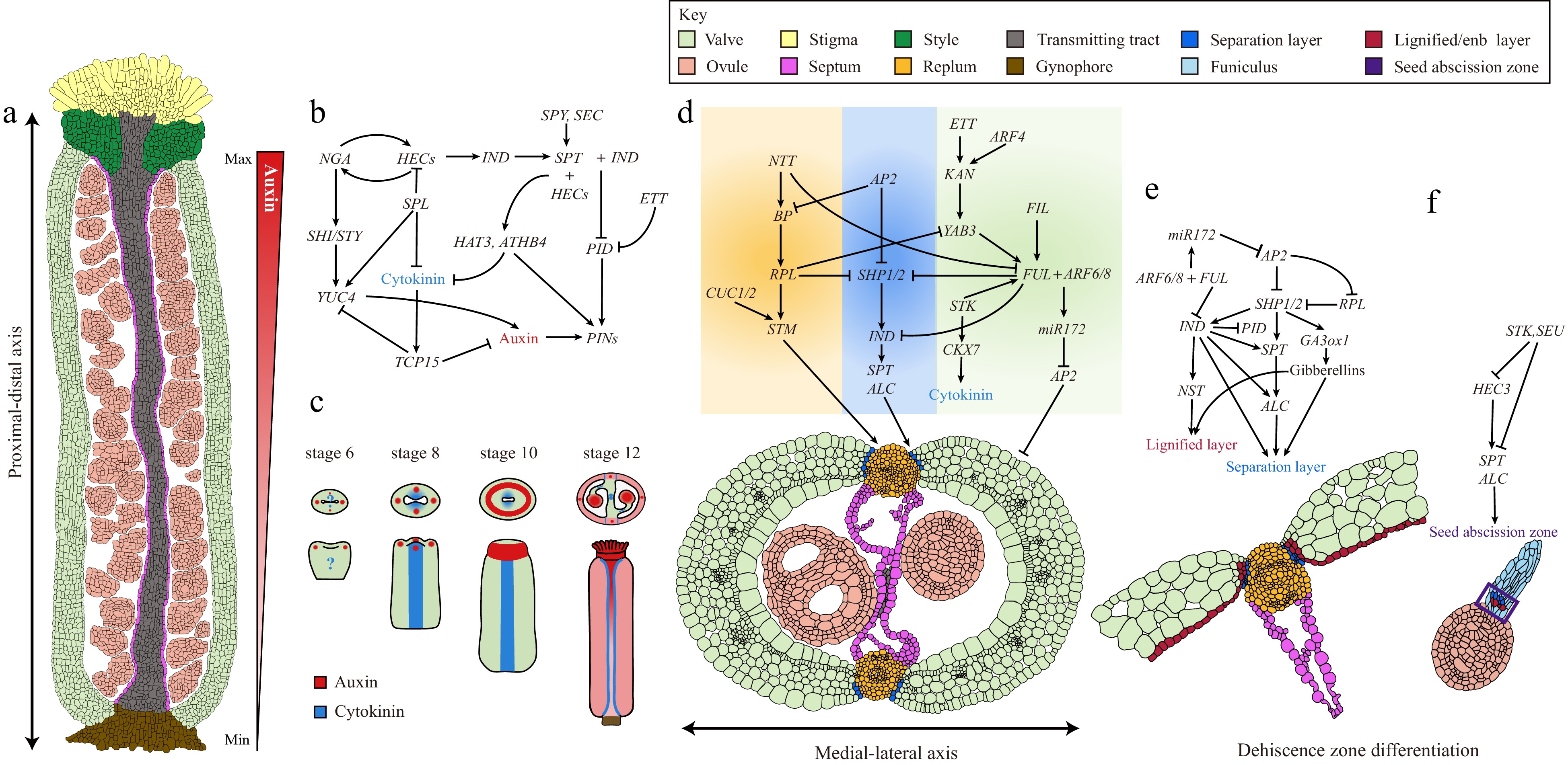 Genetics and molecular regulation of gynoecium patterning and fruit ...