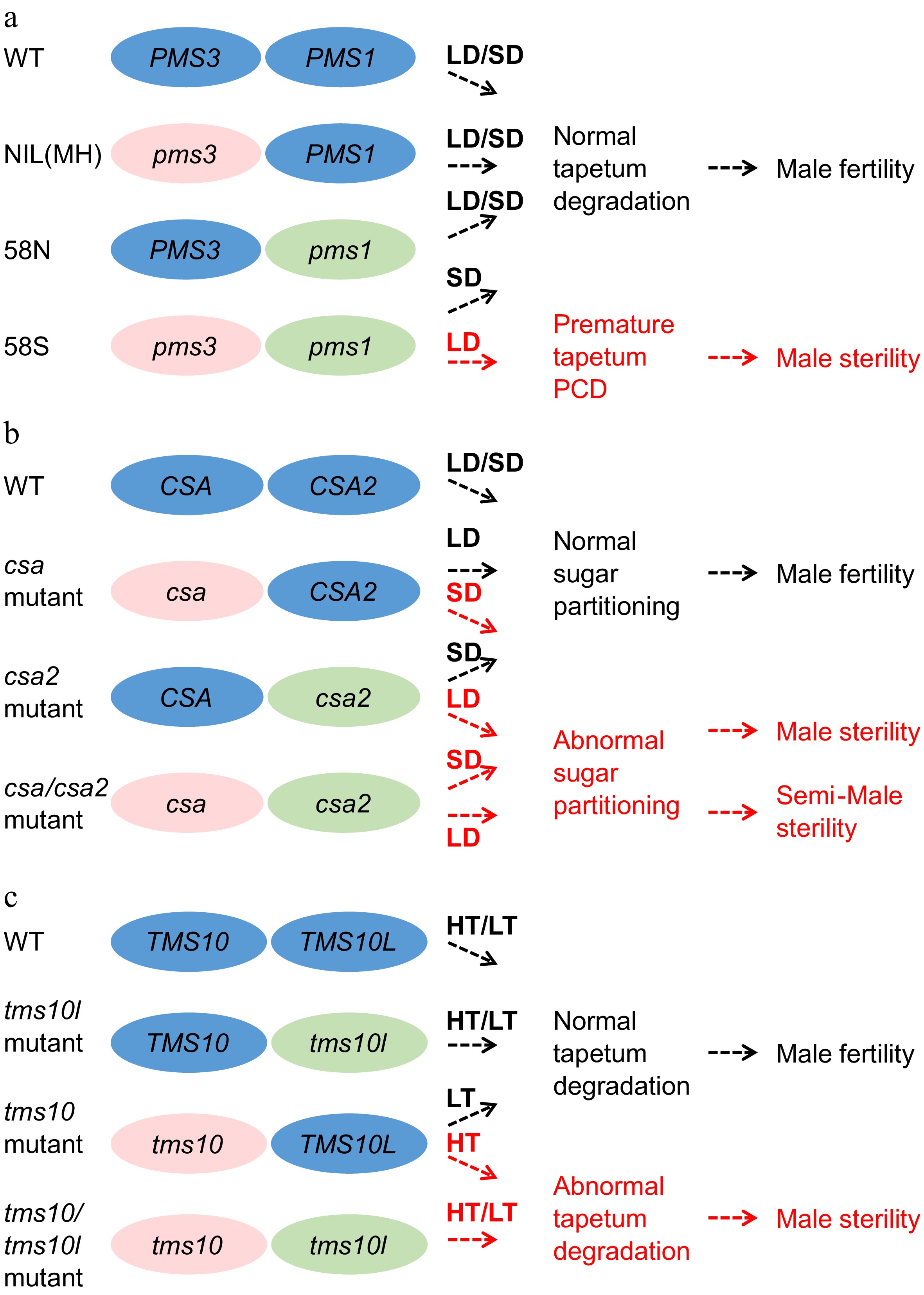 Pms1 Exploiting male sterility toward the development of hybrid rice