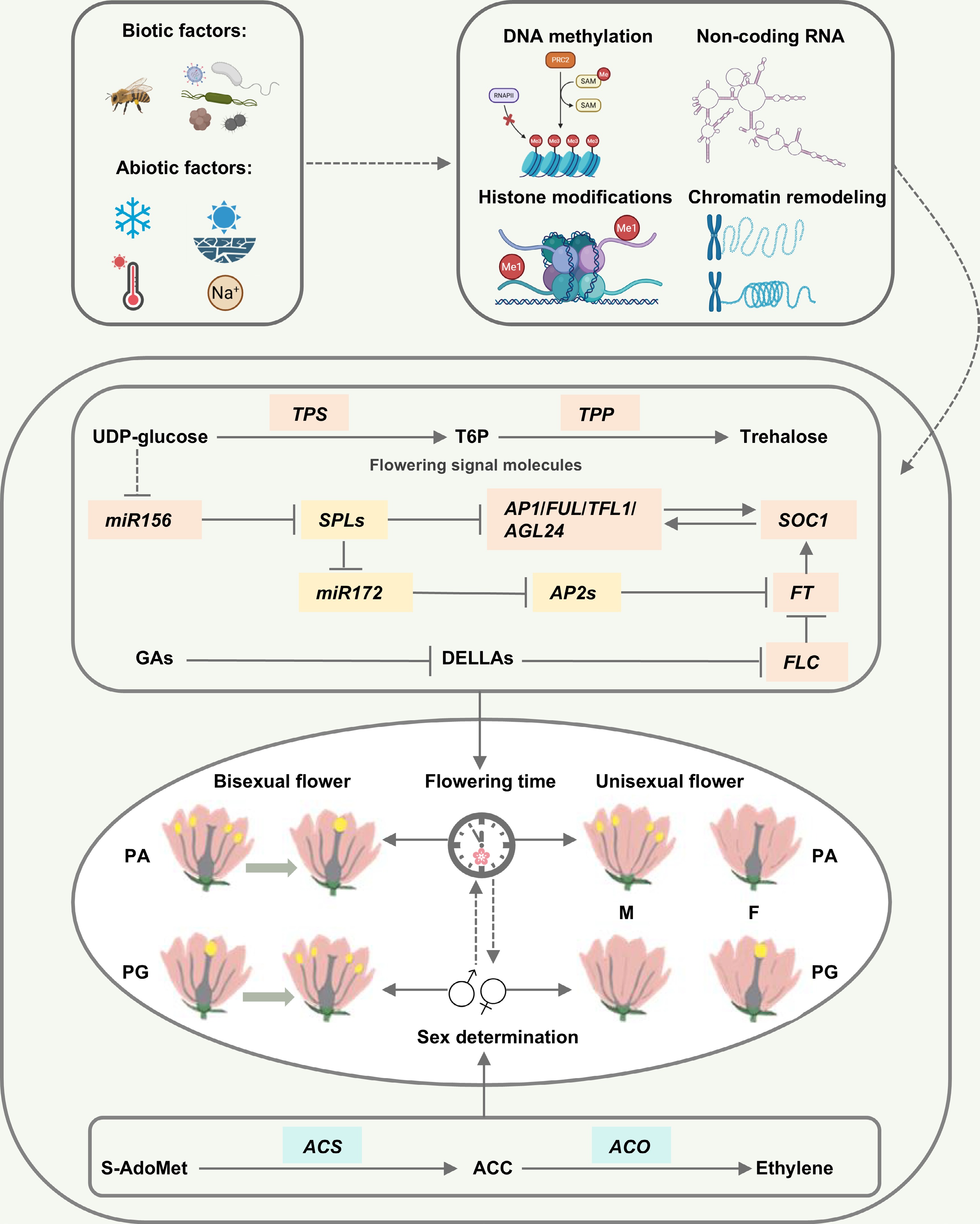 Protandry In Plants