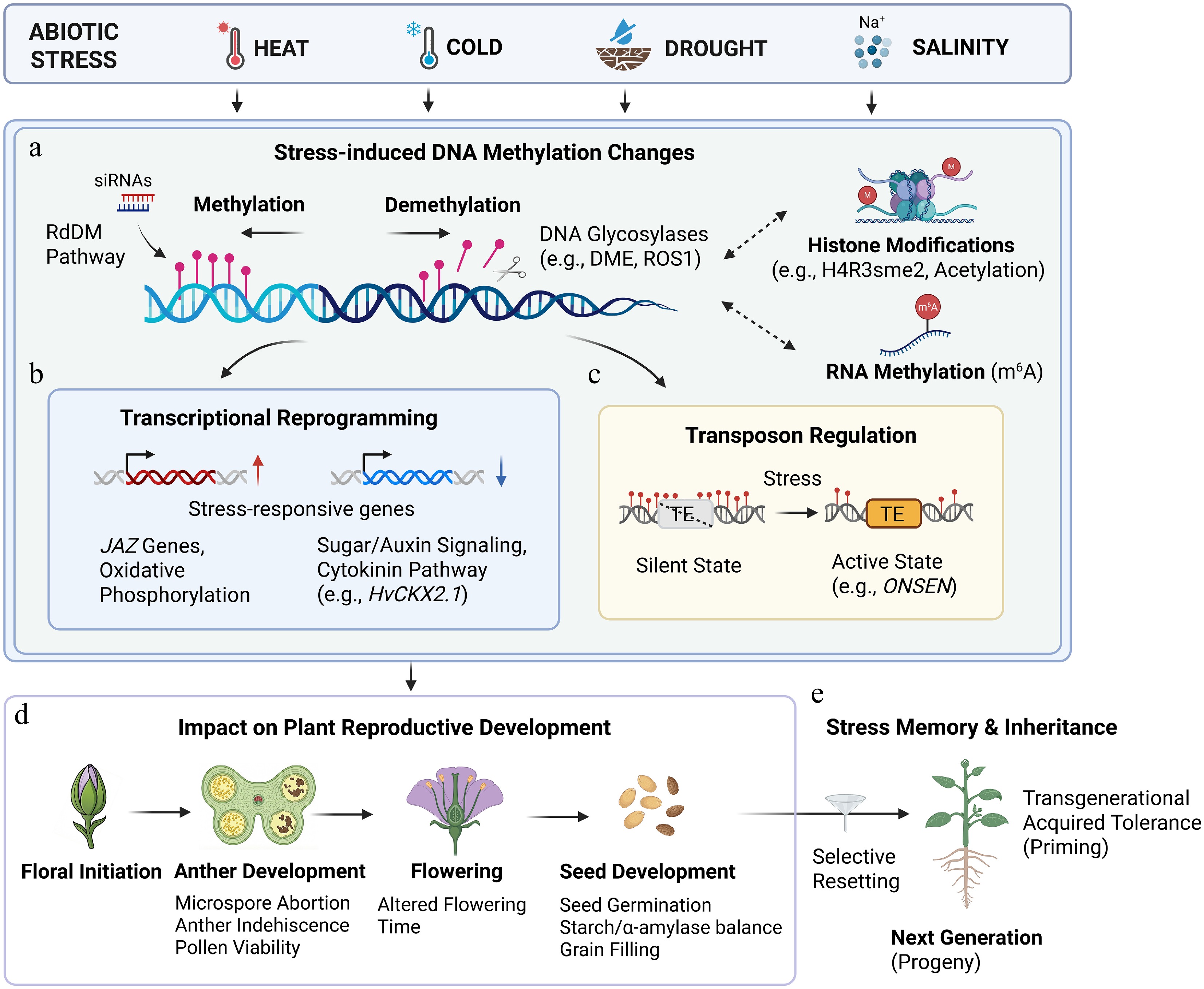 Epigenetic networks in sexual reproduction of plants under ...