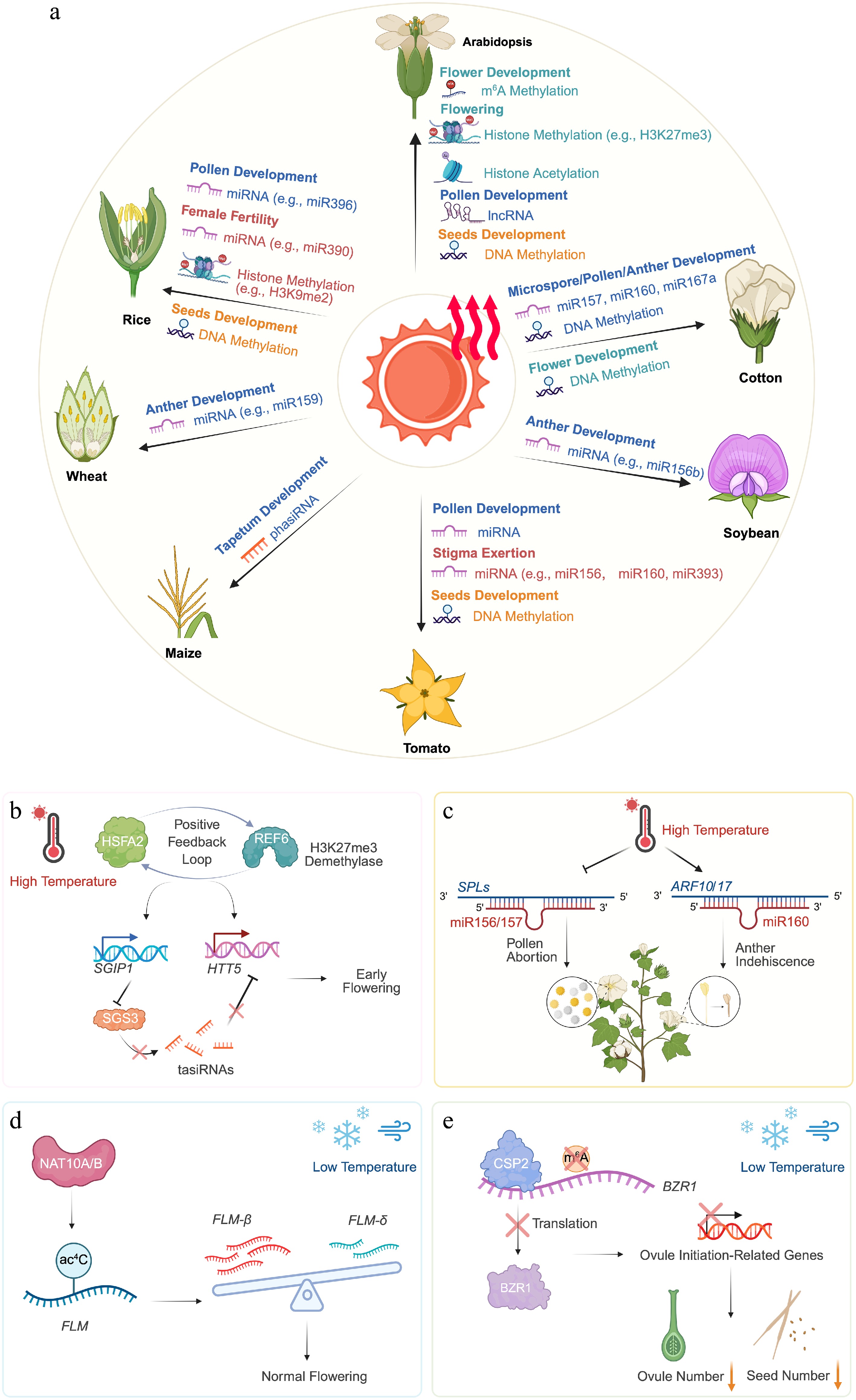 Epigenetic networks in sexual reproduction of plants under ...