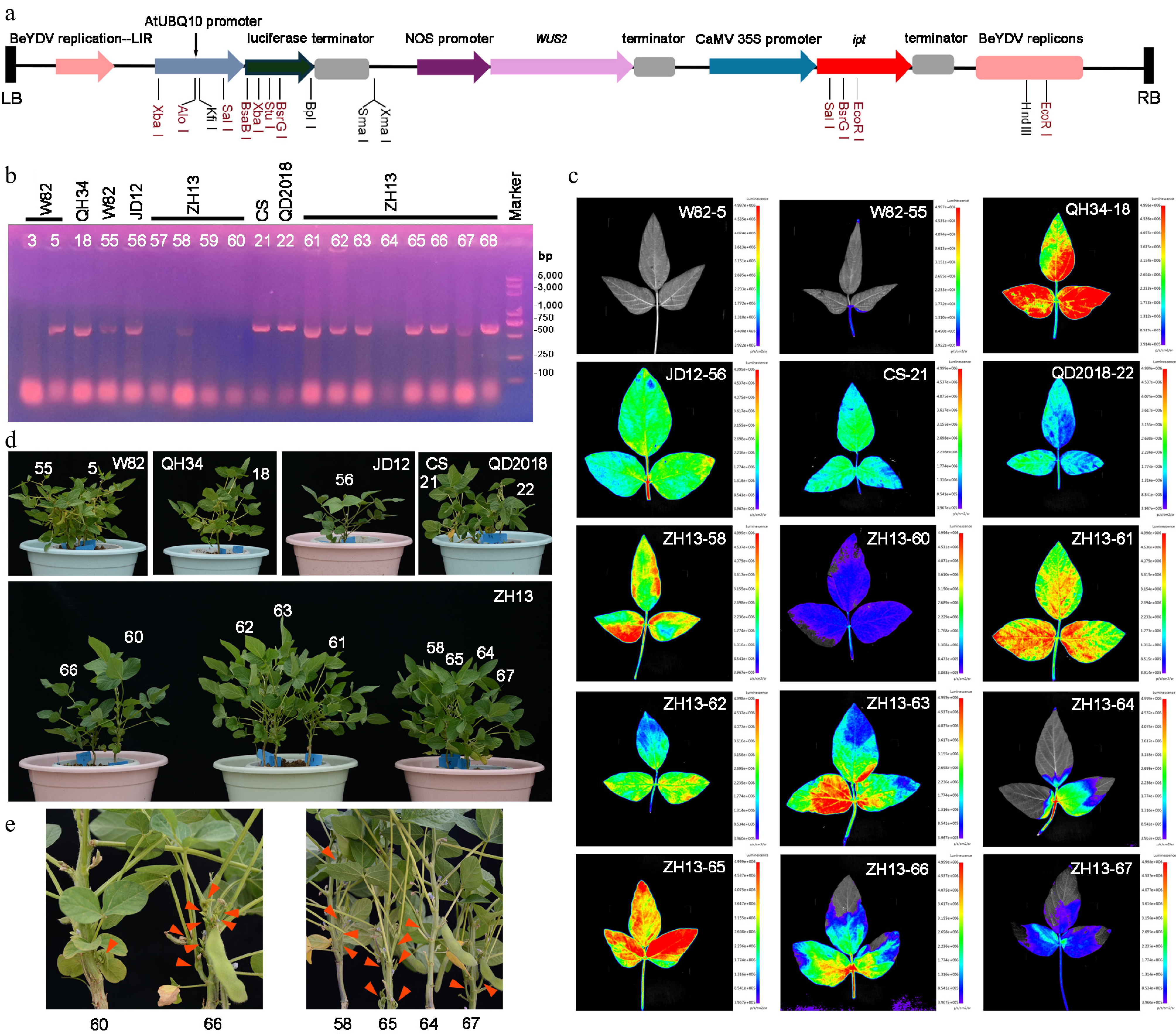 A rapid and efficient plant genetic transformation system based on ...