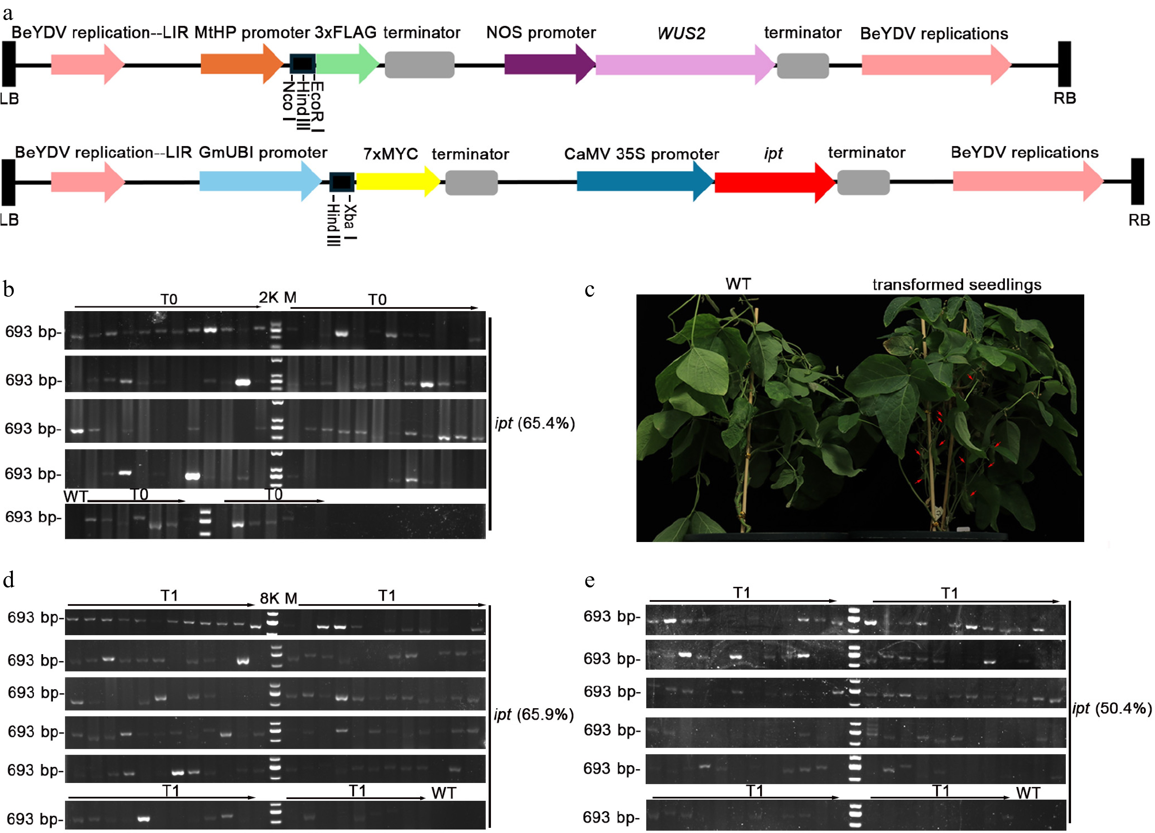 A rapid and efficient plant genetic transformation system based on ...