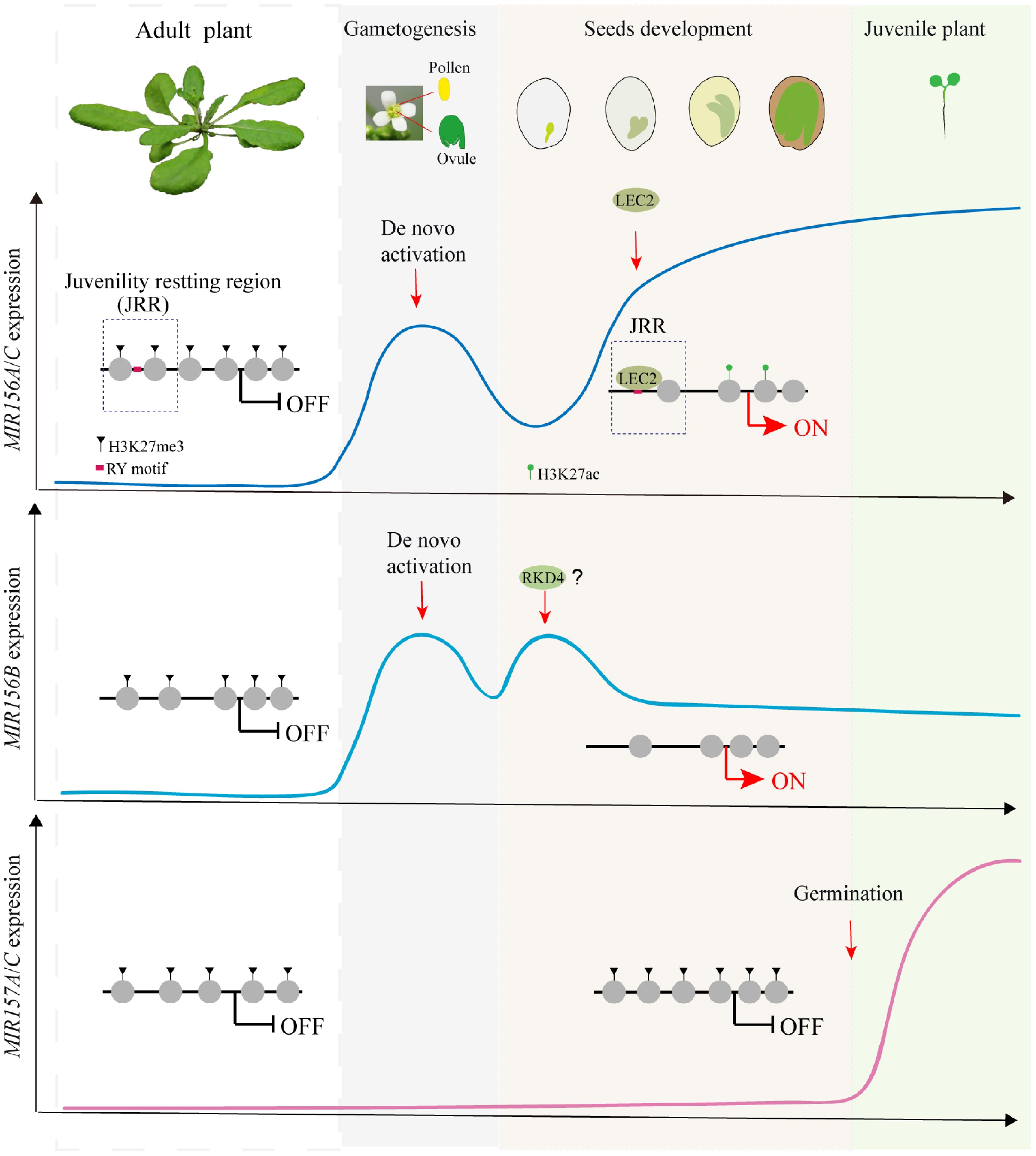 Seed Based Epigenetic Resetting Through Histone Erasing Seedbio 0026 0017 1 