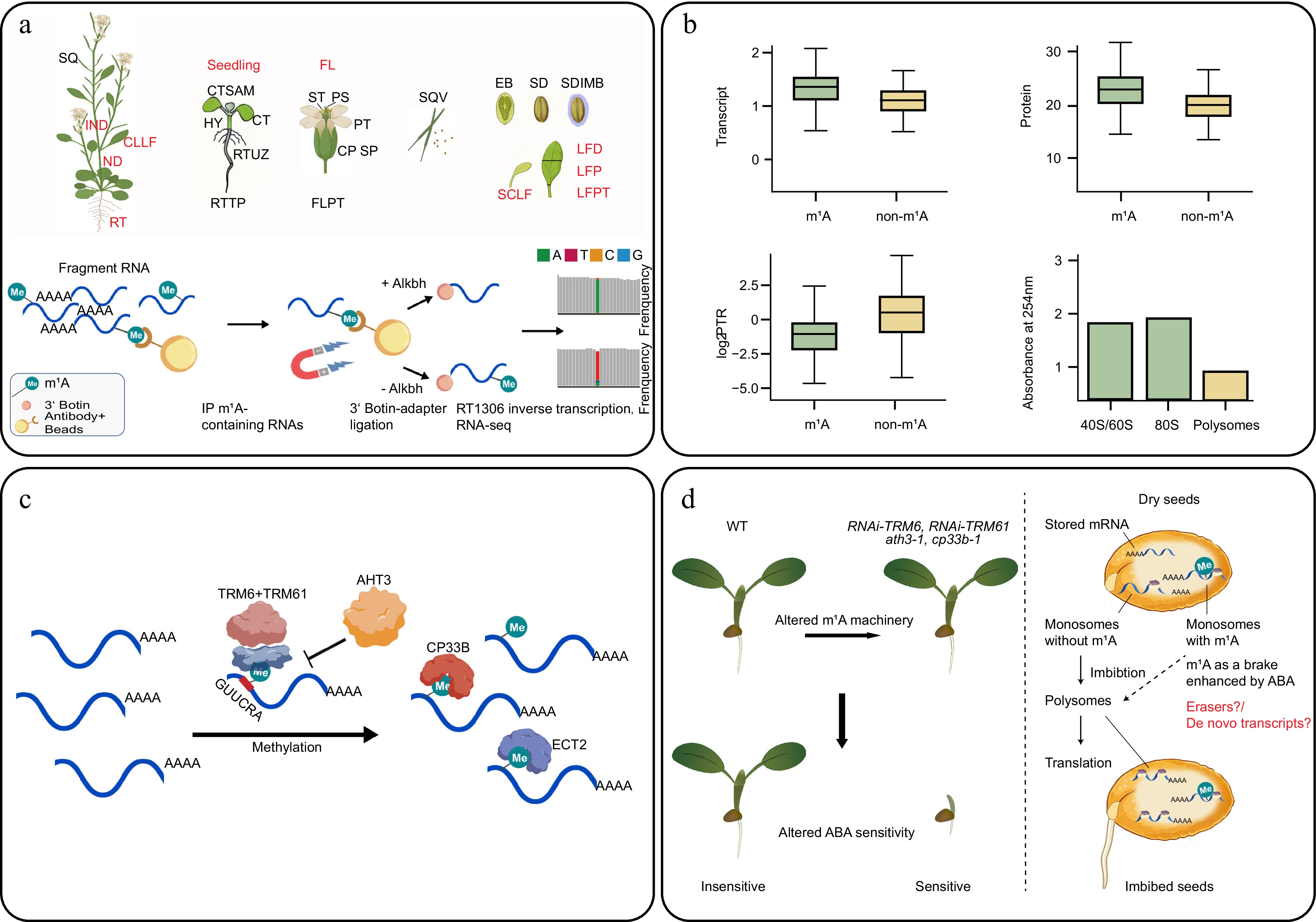 Champion racer's maneuver—m 1 A mRNA modification accelerates ...