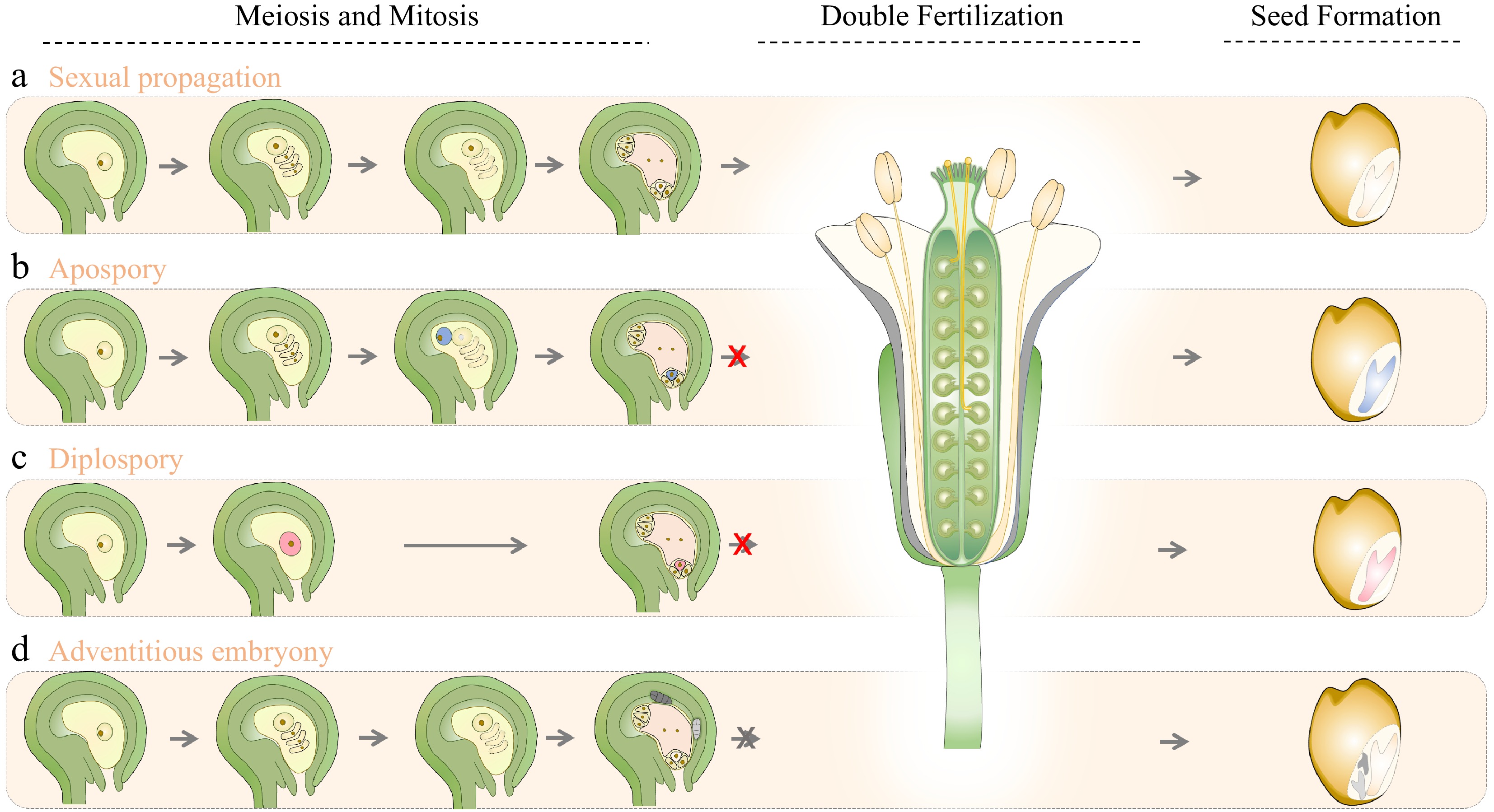 Synthetic apomixis: from genetic basis to agricultural application