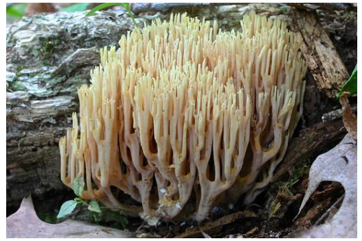 Coral Fungi