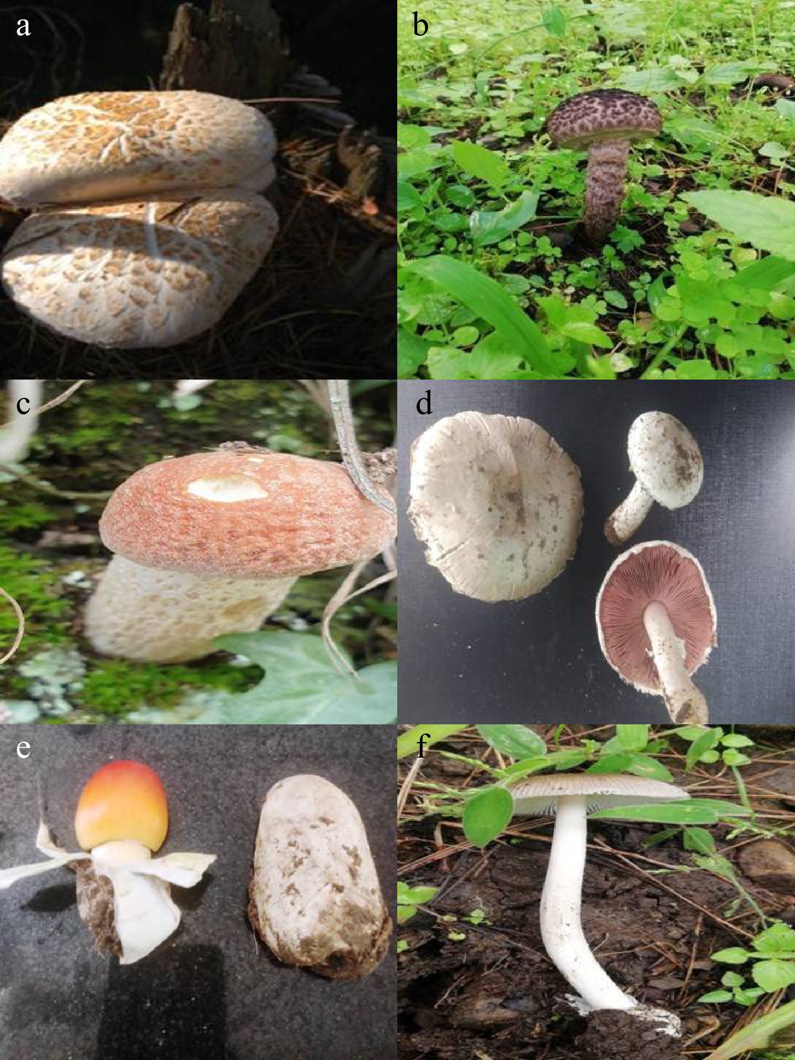 Traditional knowledge of the wild edible mushrooms of Himachal Pradesh