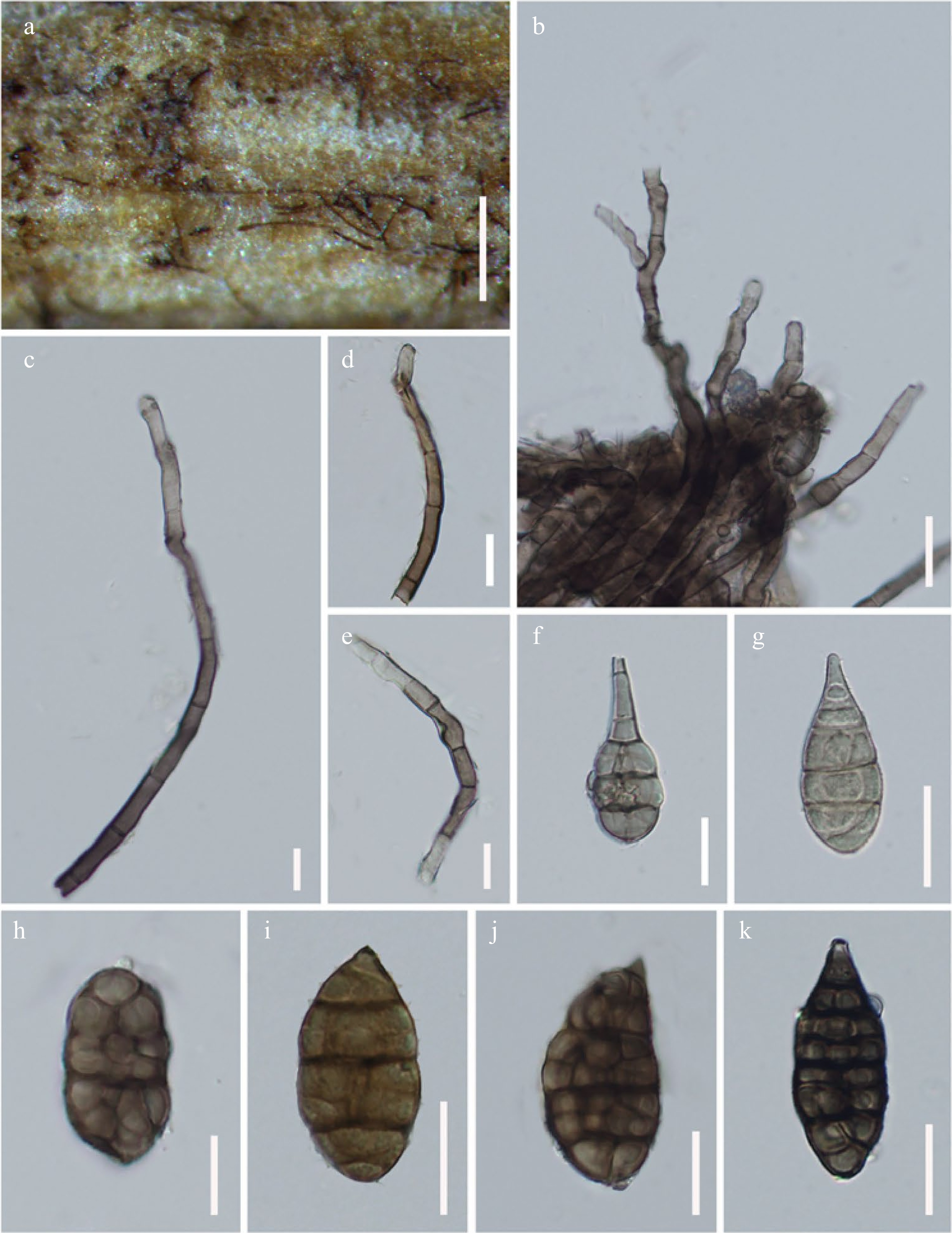 Alternaria update on species limits, evolution, multi-locus phylogeny ...