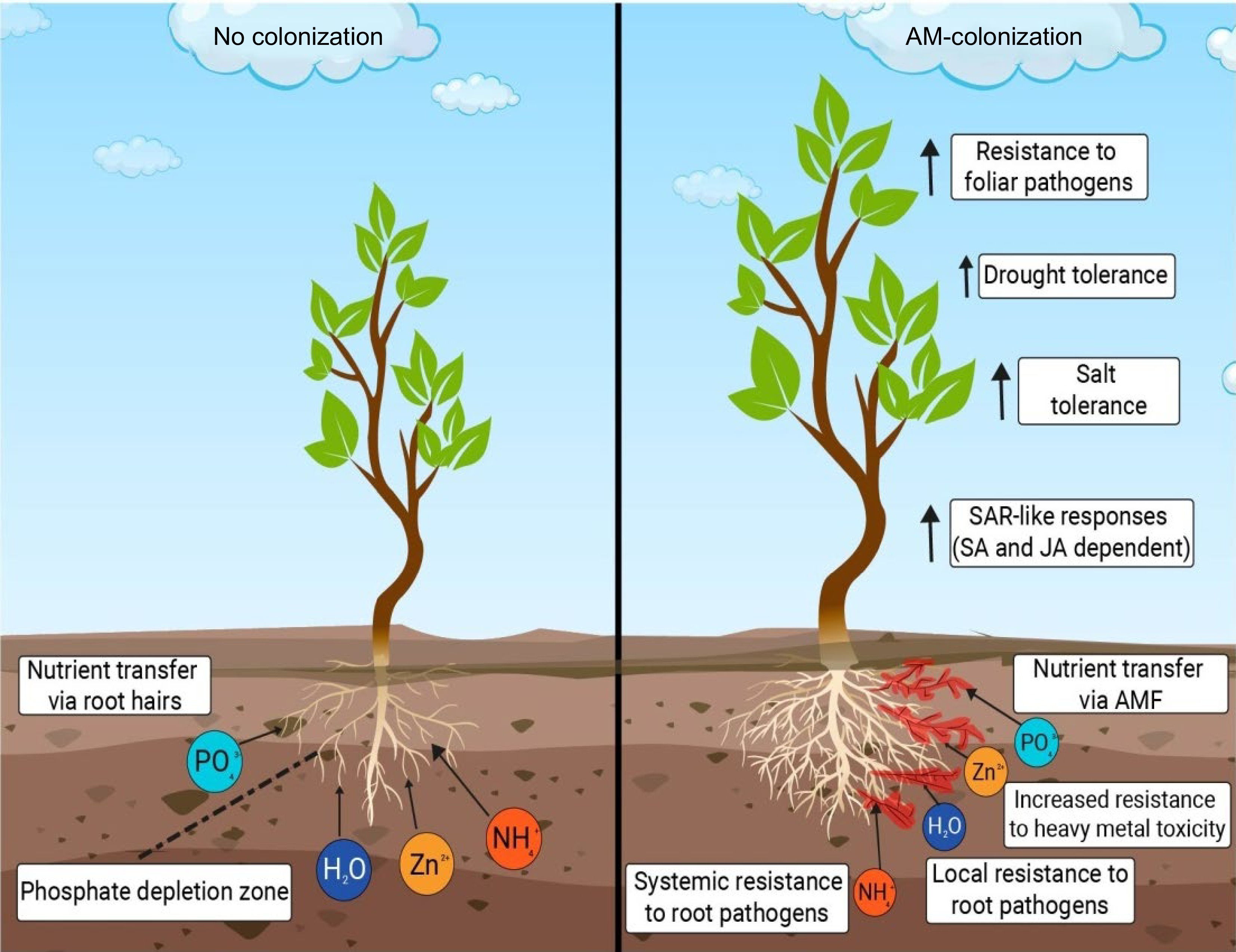Exploring the potential of Arbuscular Mycorrhizal Fungi as a biofertilizer