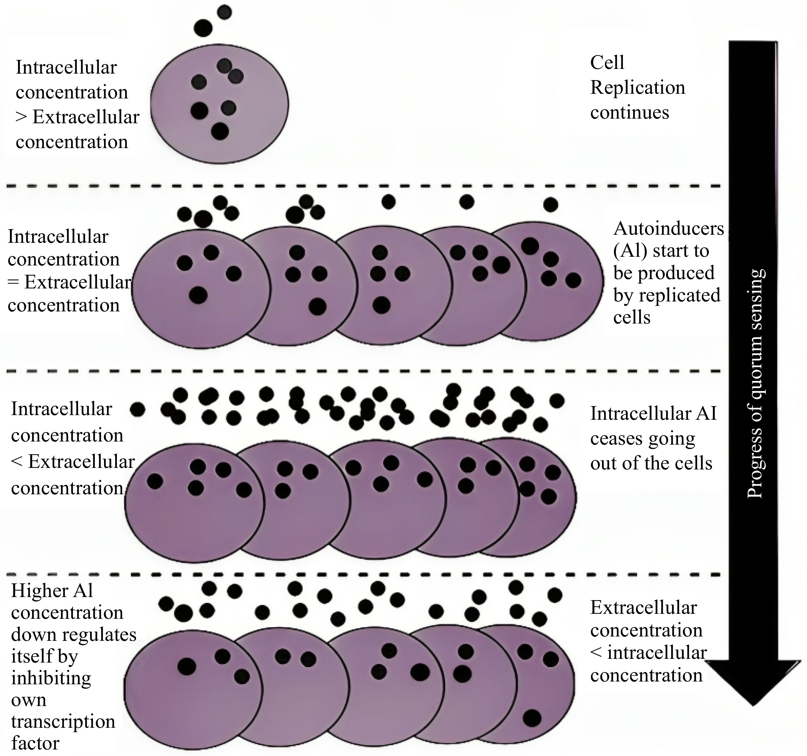 Quorum sensing capability of wine microbial consortium involved in ...