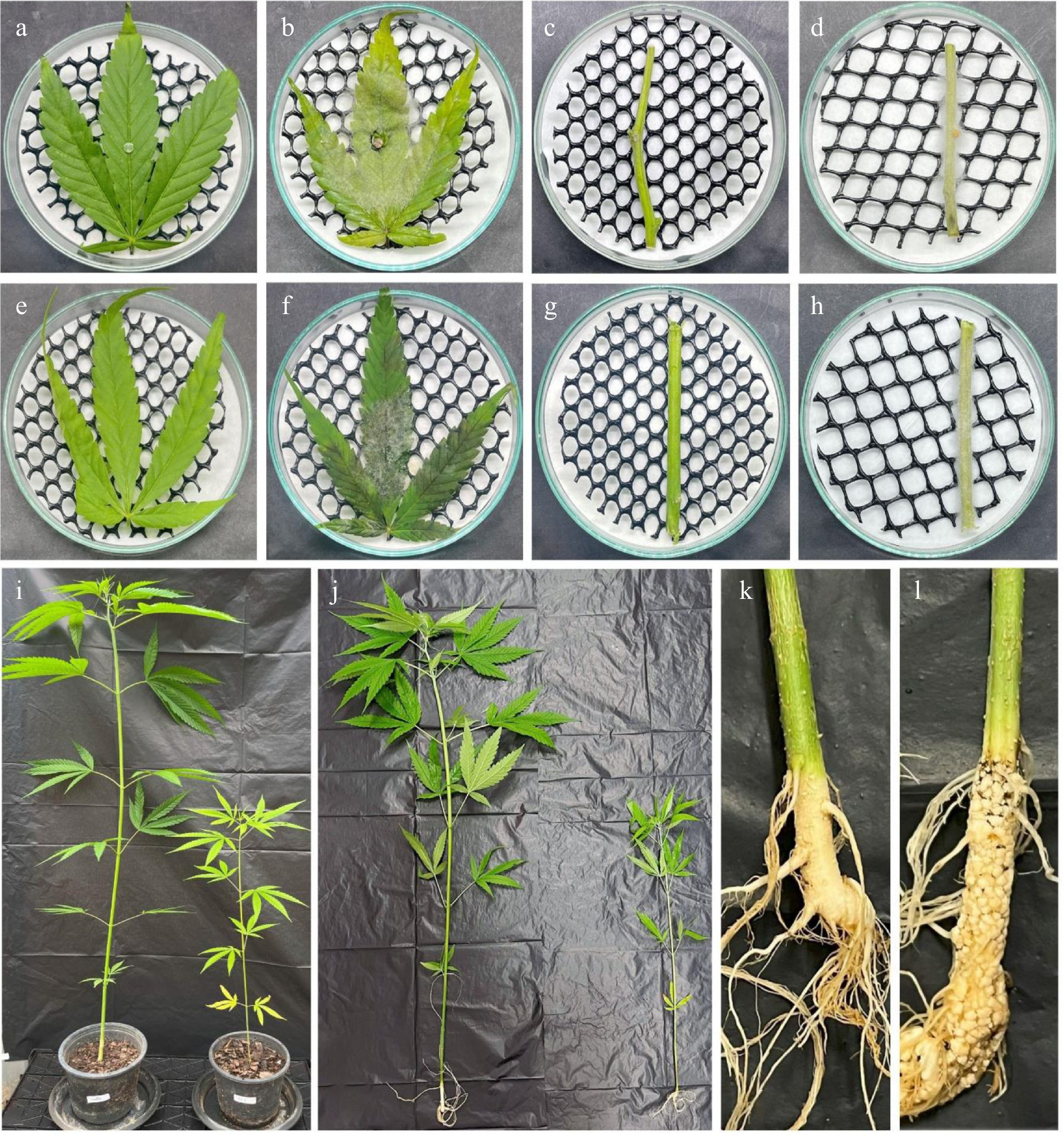 Morpho-phylogenetics and pathogenicity tests reveal a new species of ...