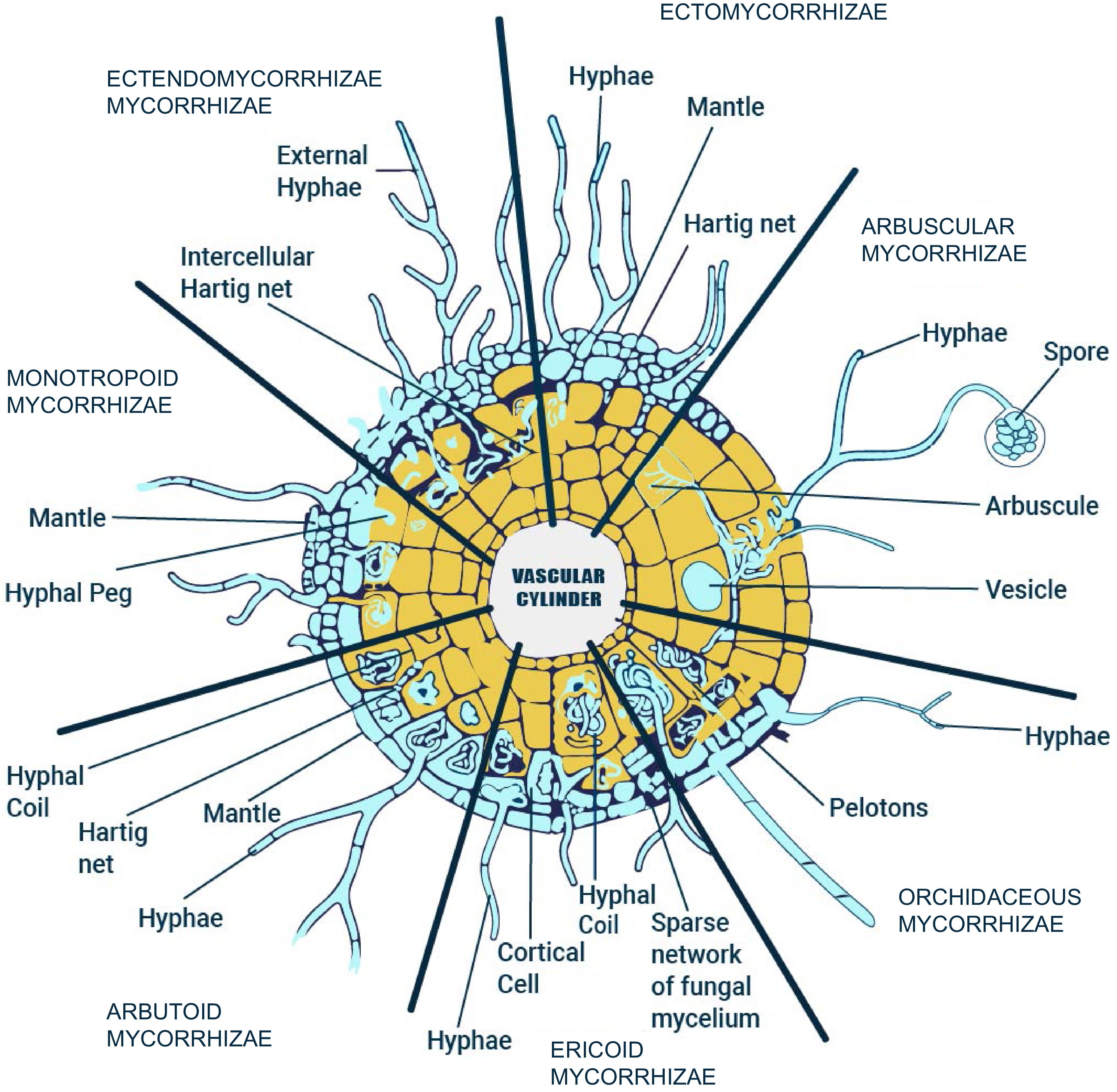Exploring the potentials of arbuscular mycorrhizal fungi as a biofertilizer