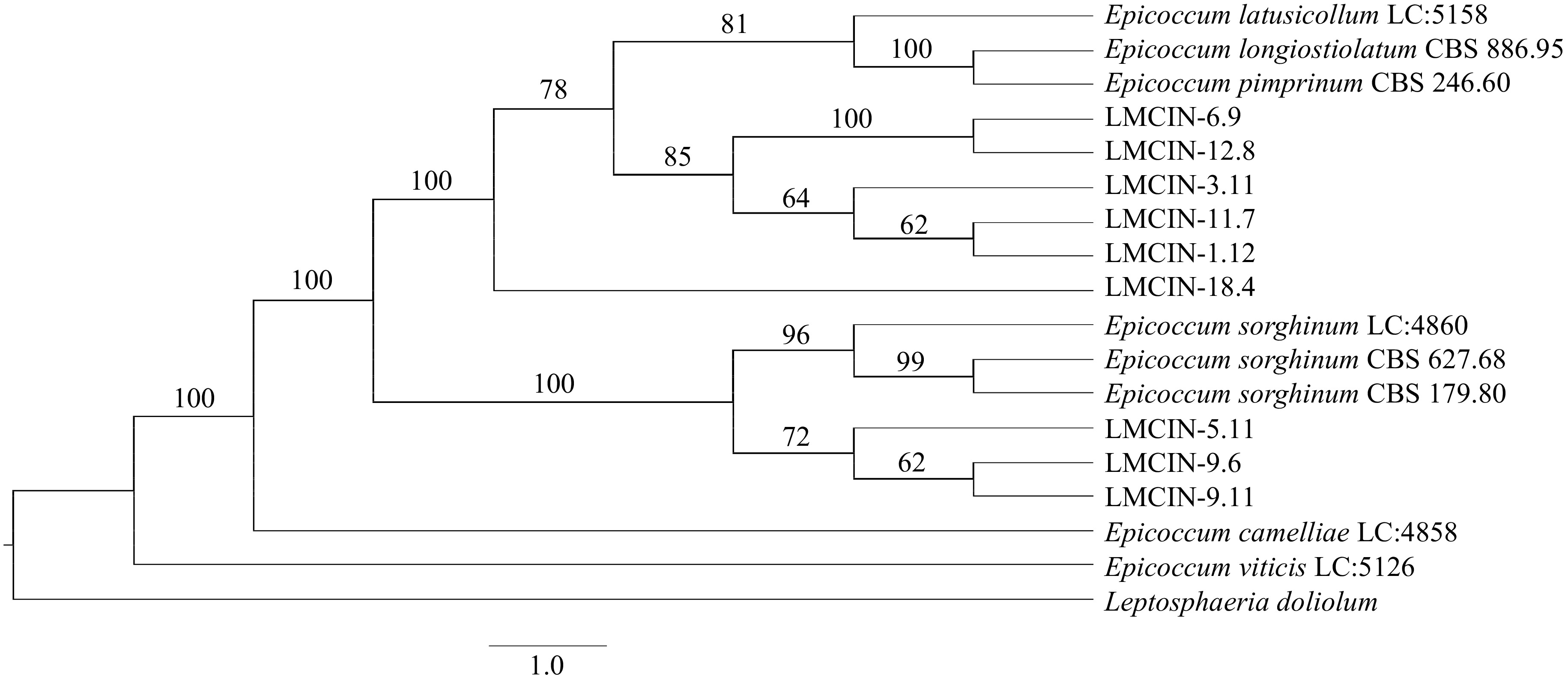 Characterization of Epicoccum isolates obtained from argentinean ...