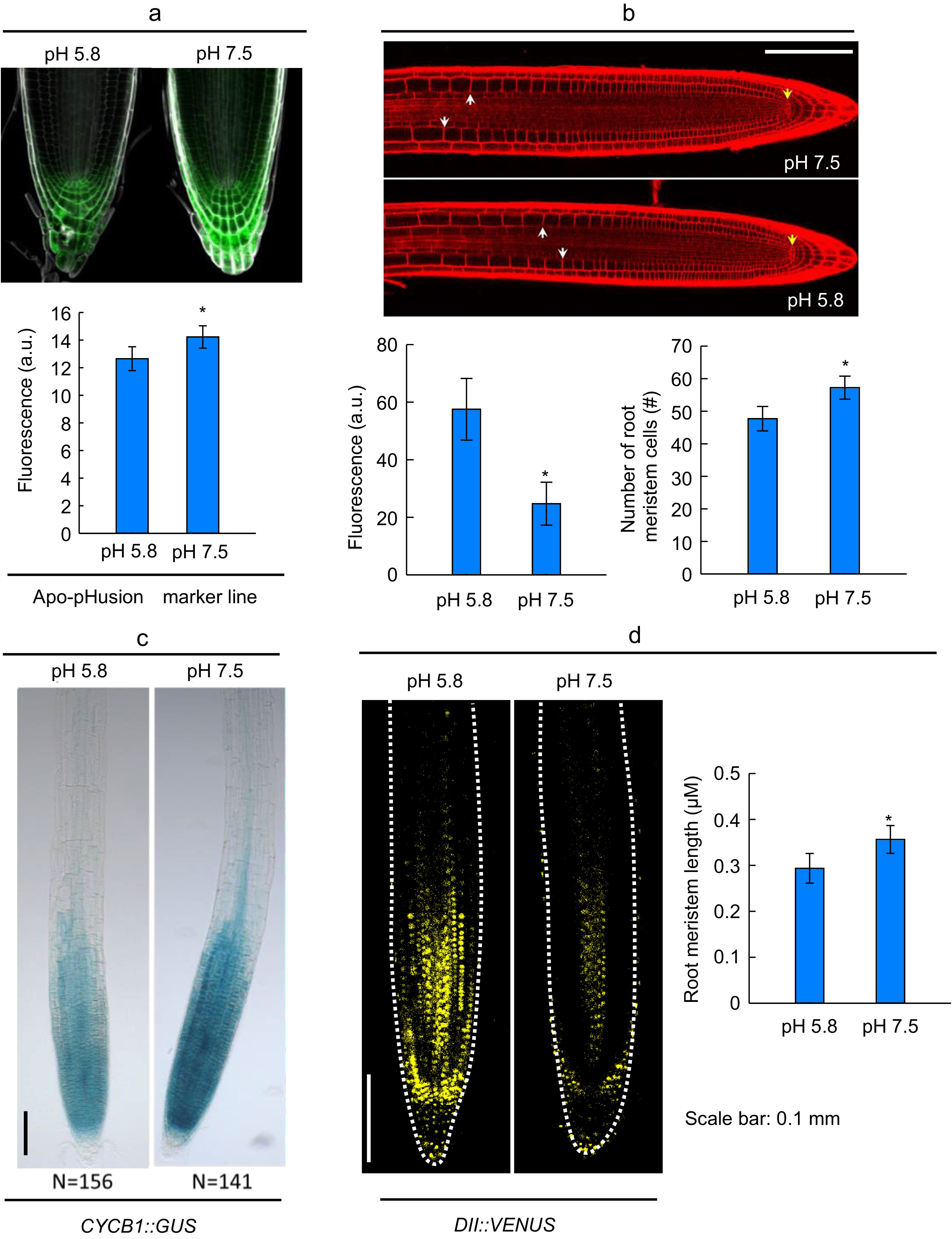 Promotion of root development by slightly alkaline pH involves an auxin ...