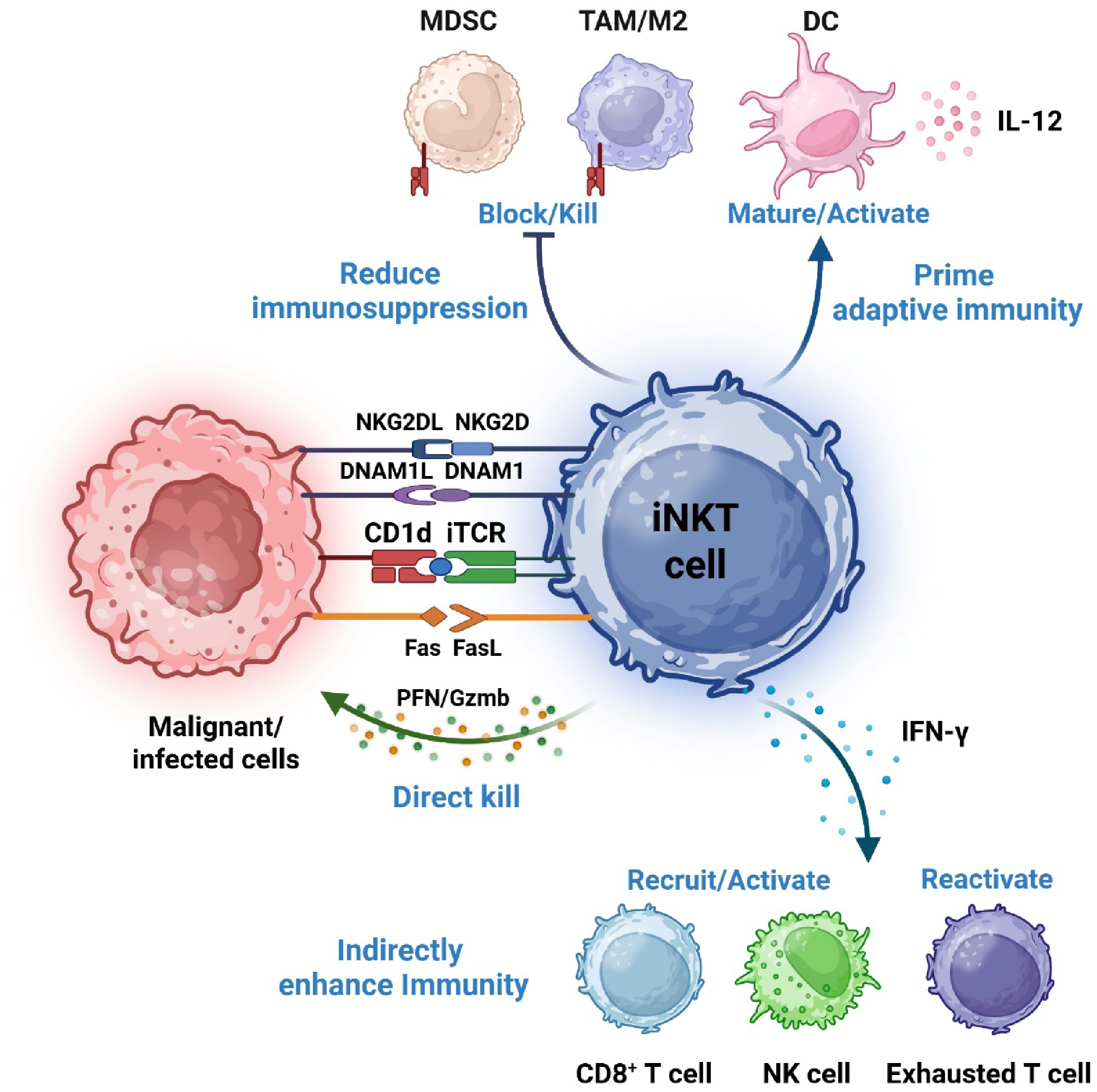 Inkt Daub iNKT cells: an emerging promise for immunotherapy