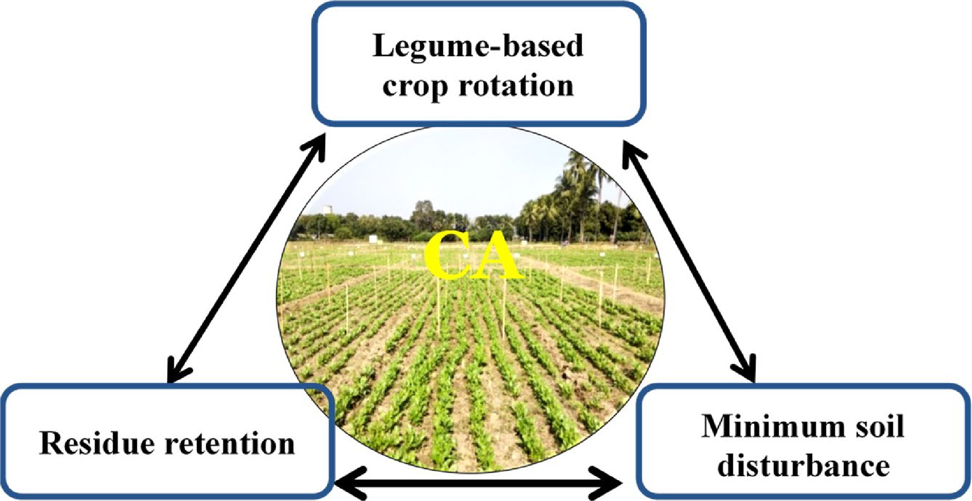 Legumes In Conservation Agriculture: A Sustainable Approach In Rice ...