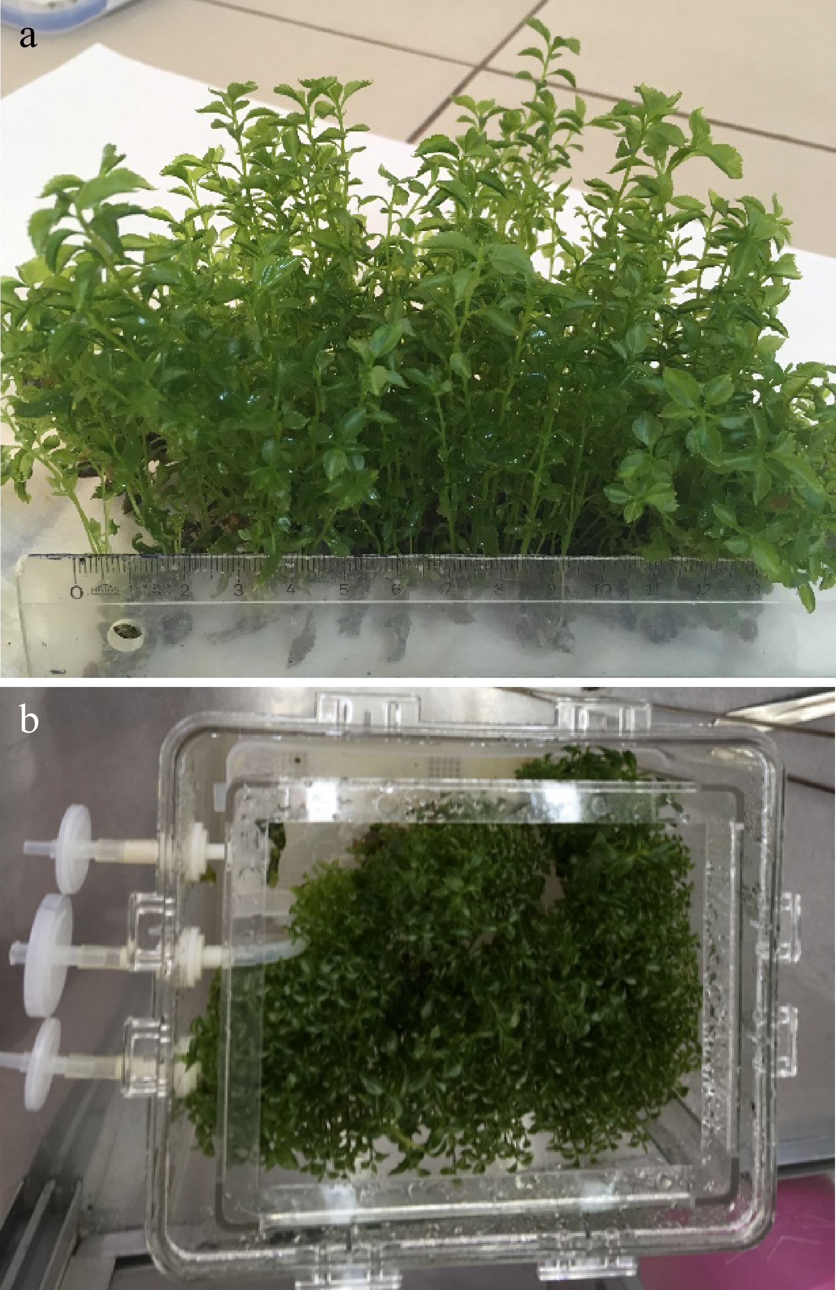 Comparison of a conventional semisolid medium system with the Plantform ...