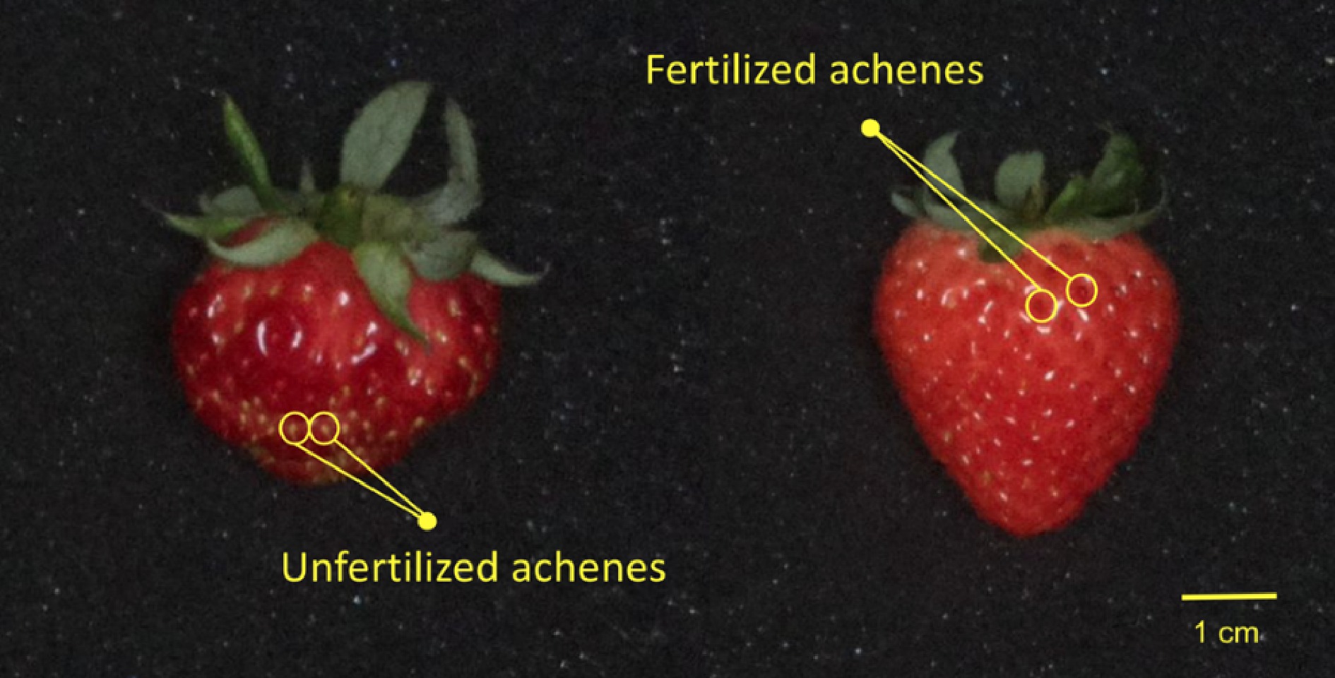 An evaluation of pollination methods for strawberries cultivated in ...