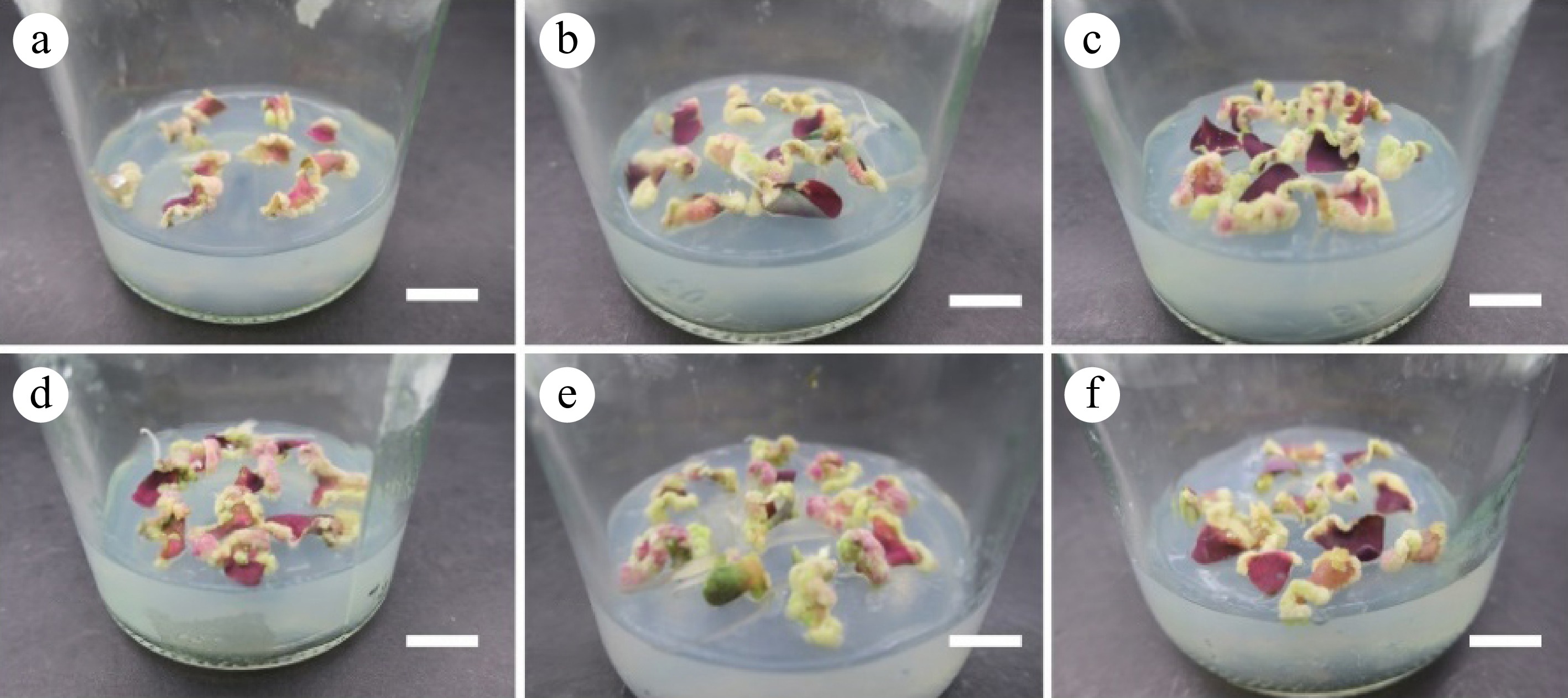 Establishment of in vitro regeneration system for leaves and petioles ...