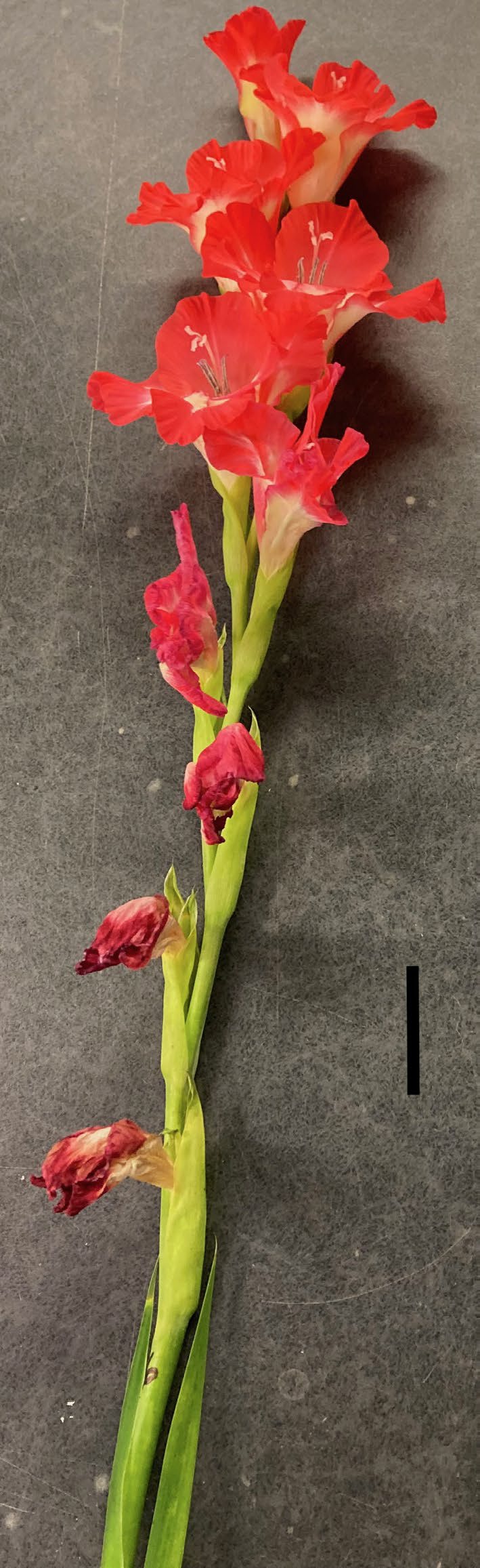 Gladiolus Cut Flower Postharvest Performance to Direct Breeding Efforts