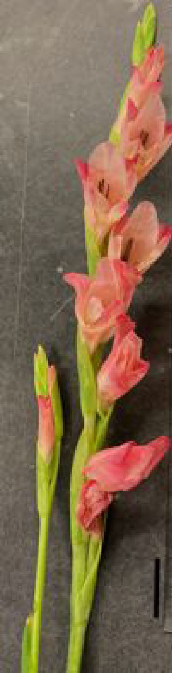 Gladiolus Cut Flower Postharvest Performance to Direct Breeding Efforts