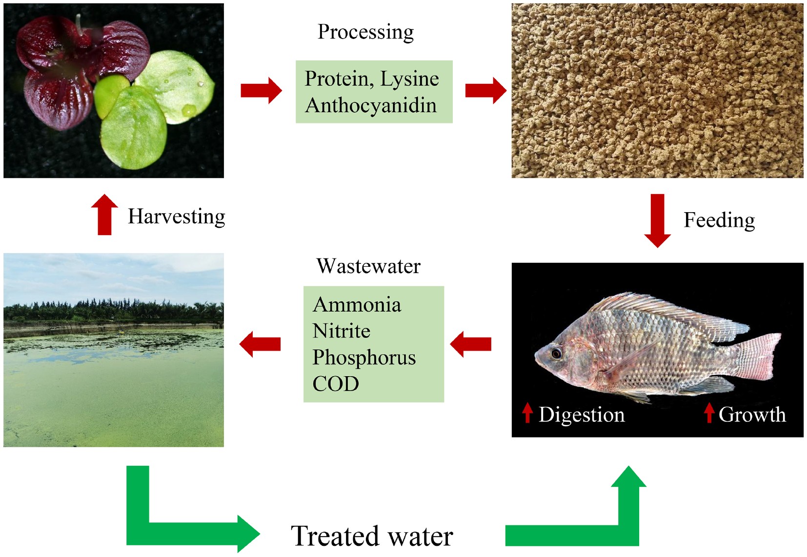 Nutritional value of domesticated duckweed variety DW2602 and its