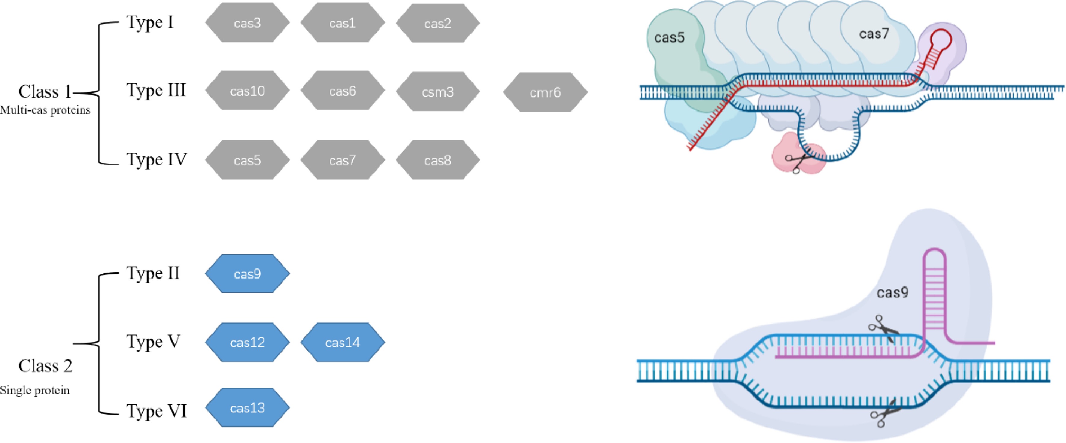 Advances in CRISPR/Cas technologies and their application in plants