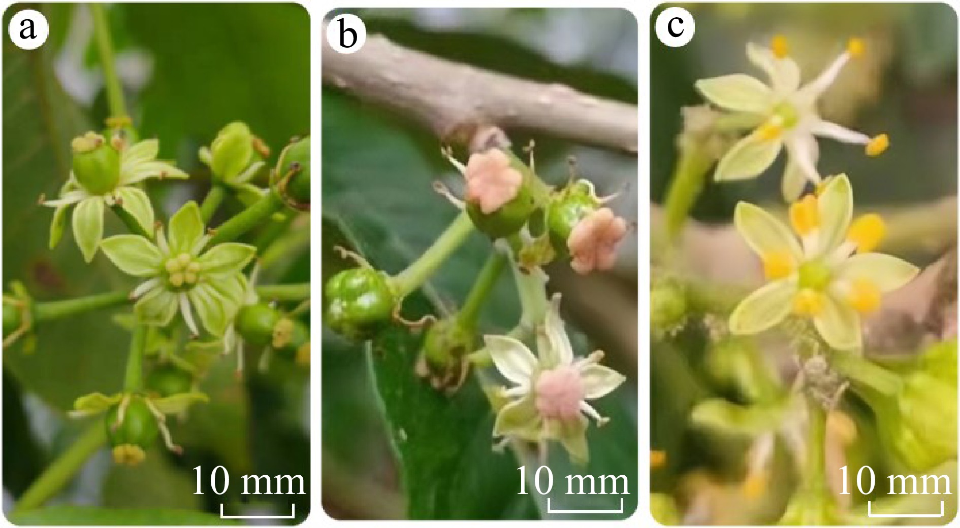 Artificial pollination can improve fruit set and quality in the ice ...