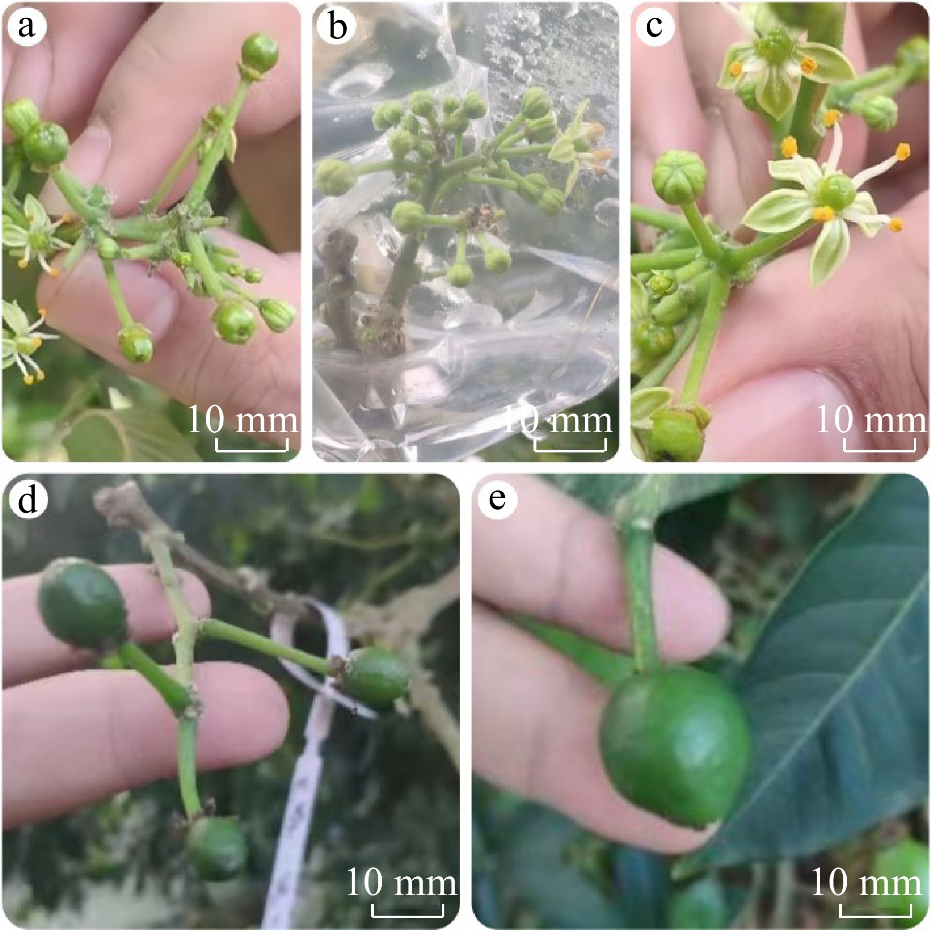 Artificial pollination can improve fruit set and quality in the ice ...