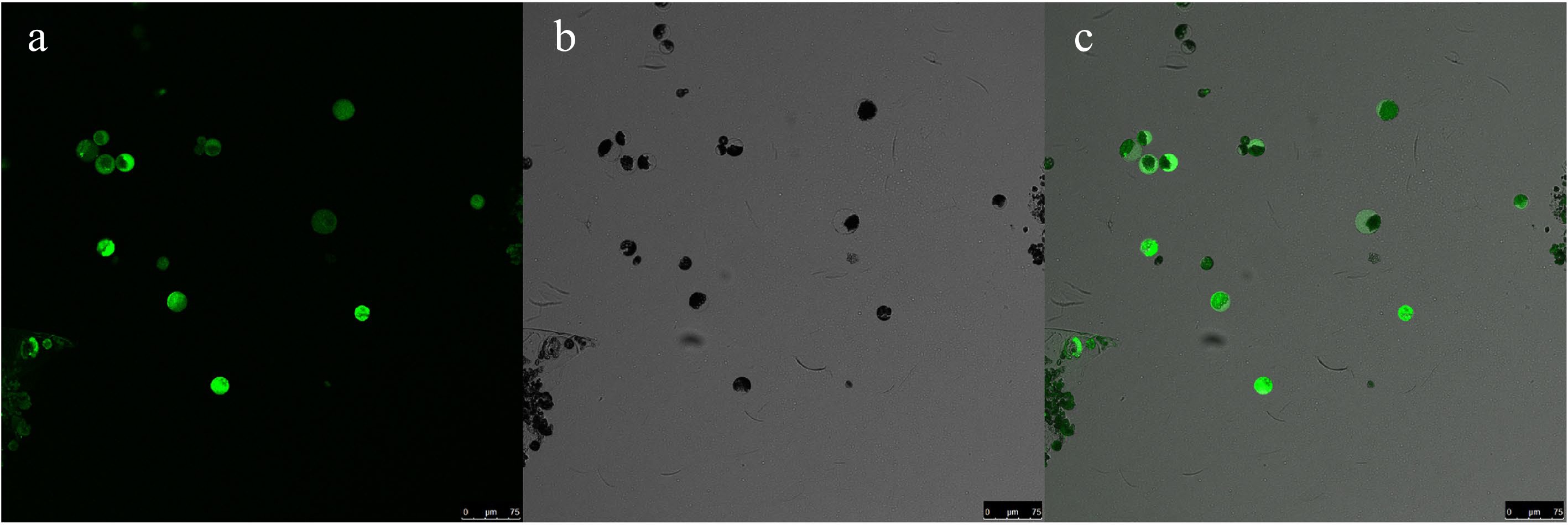 Efficient Mesophyll Protoplast Isolation And PEG-mediated Transient ...