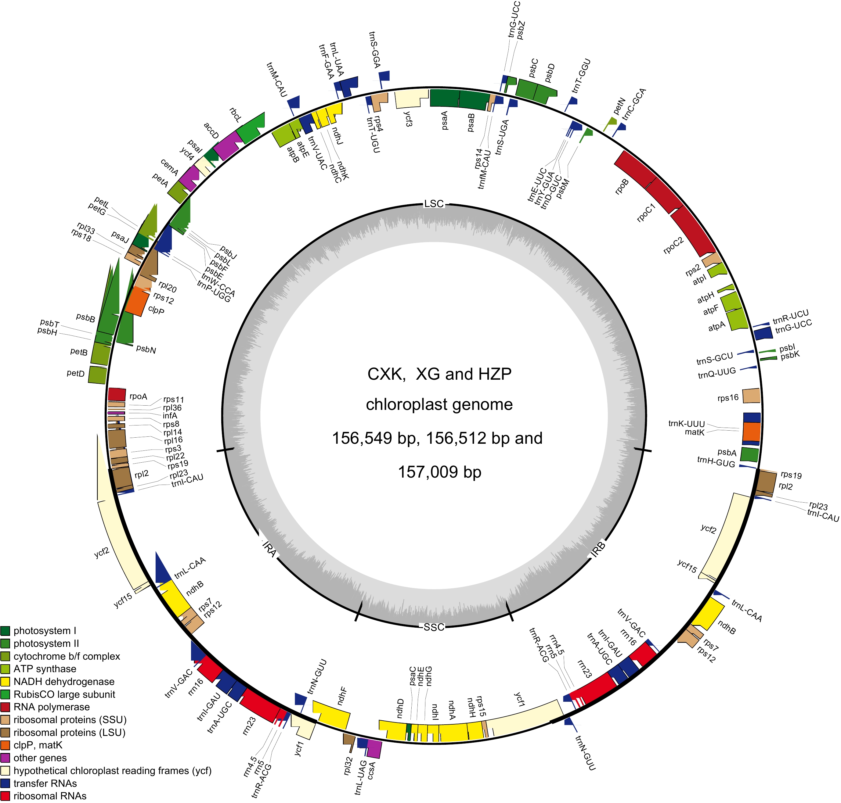 Comparative chloroplast genome analysis of Camellia oleifera and C ...