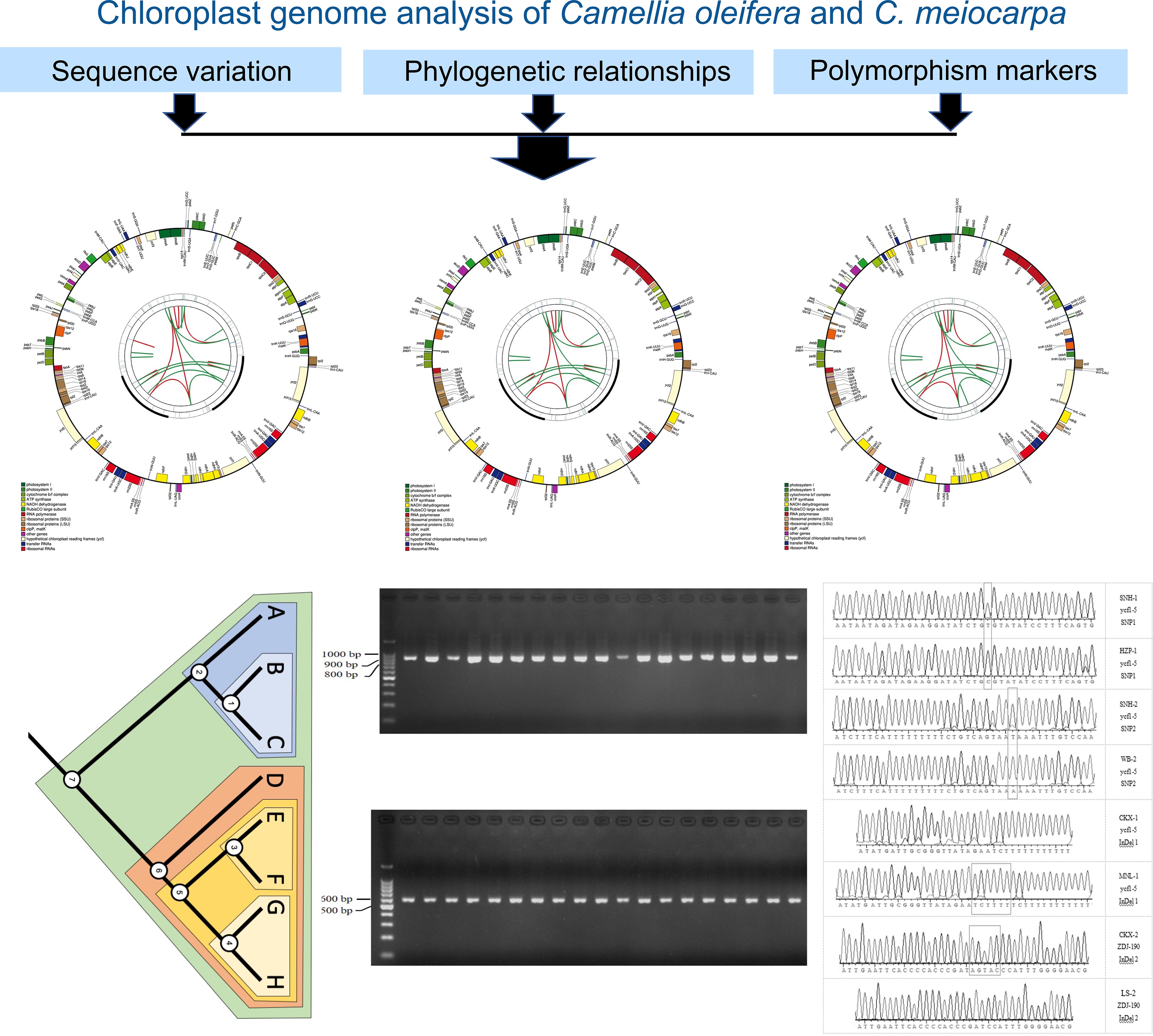 Comparative chloroplast genome analysis of Camellia oleifera and C ...