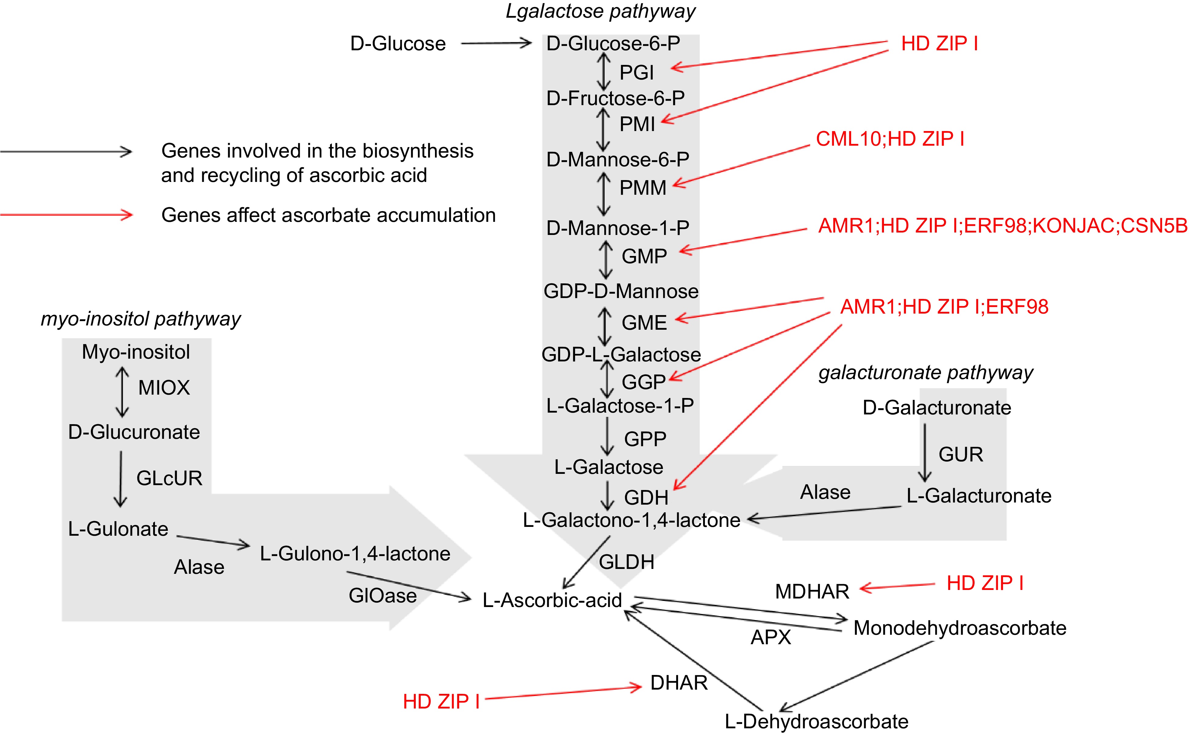 A comprehensive review on plant ascorbic acid
