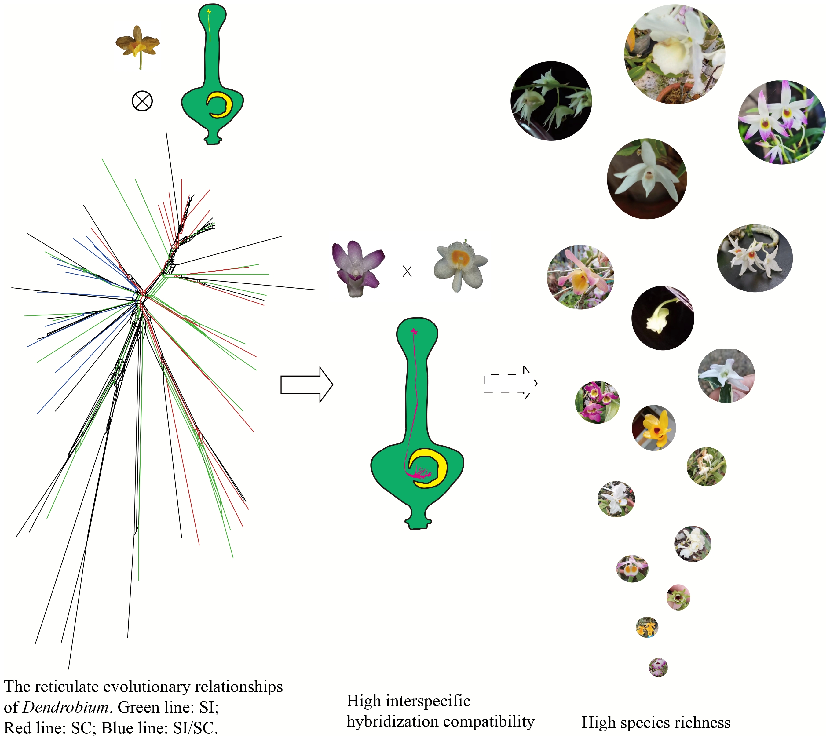 Self-incompatibility and reticulate evolution contribute to ...