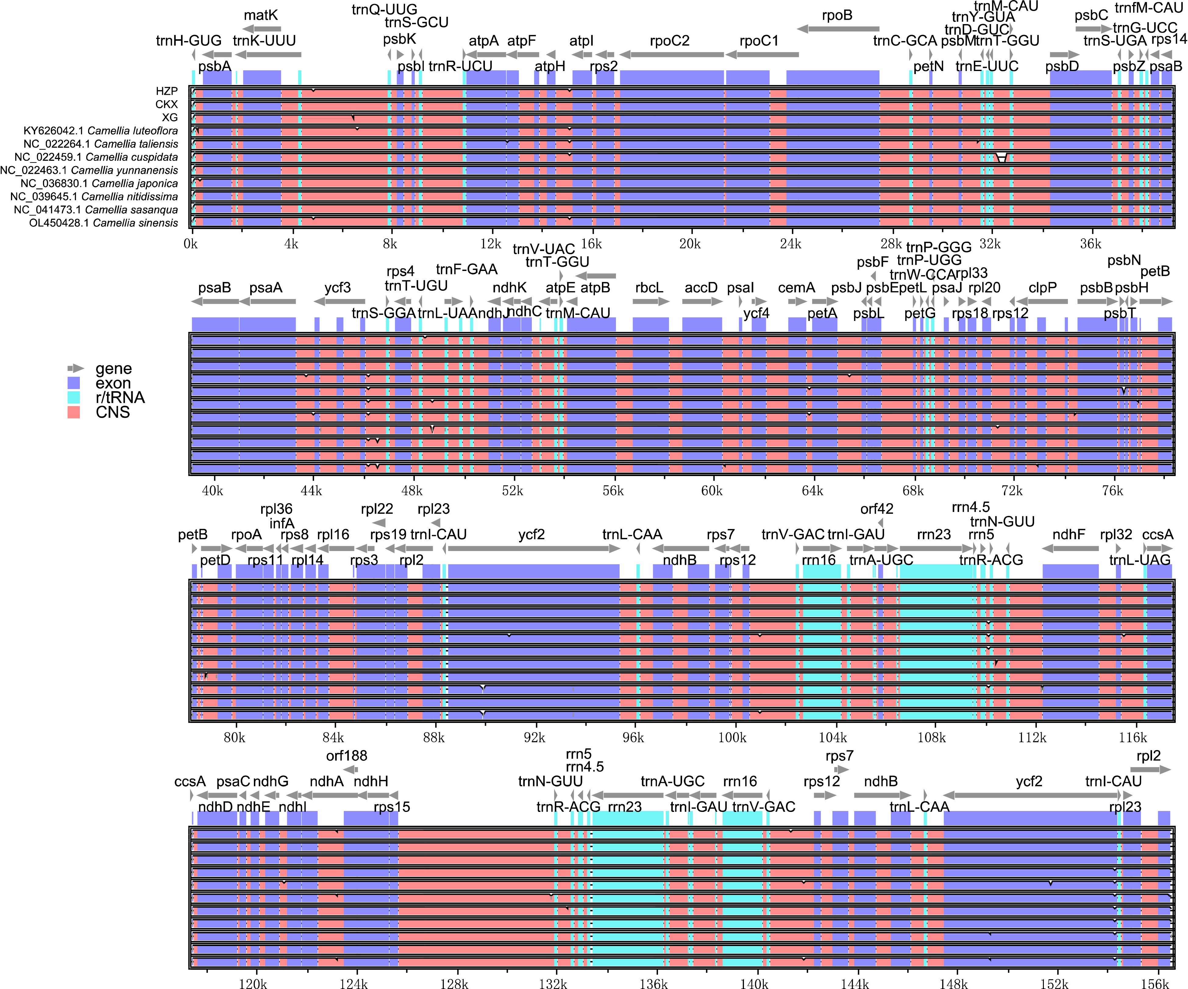 Comparative chloroplast genome analysis of Camellia oleifera and C ...