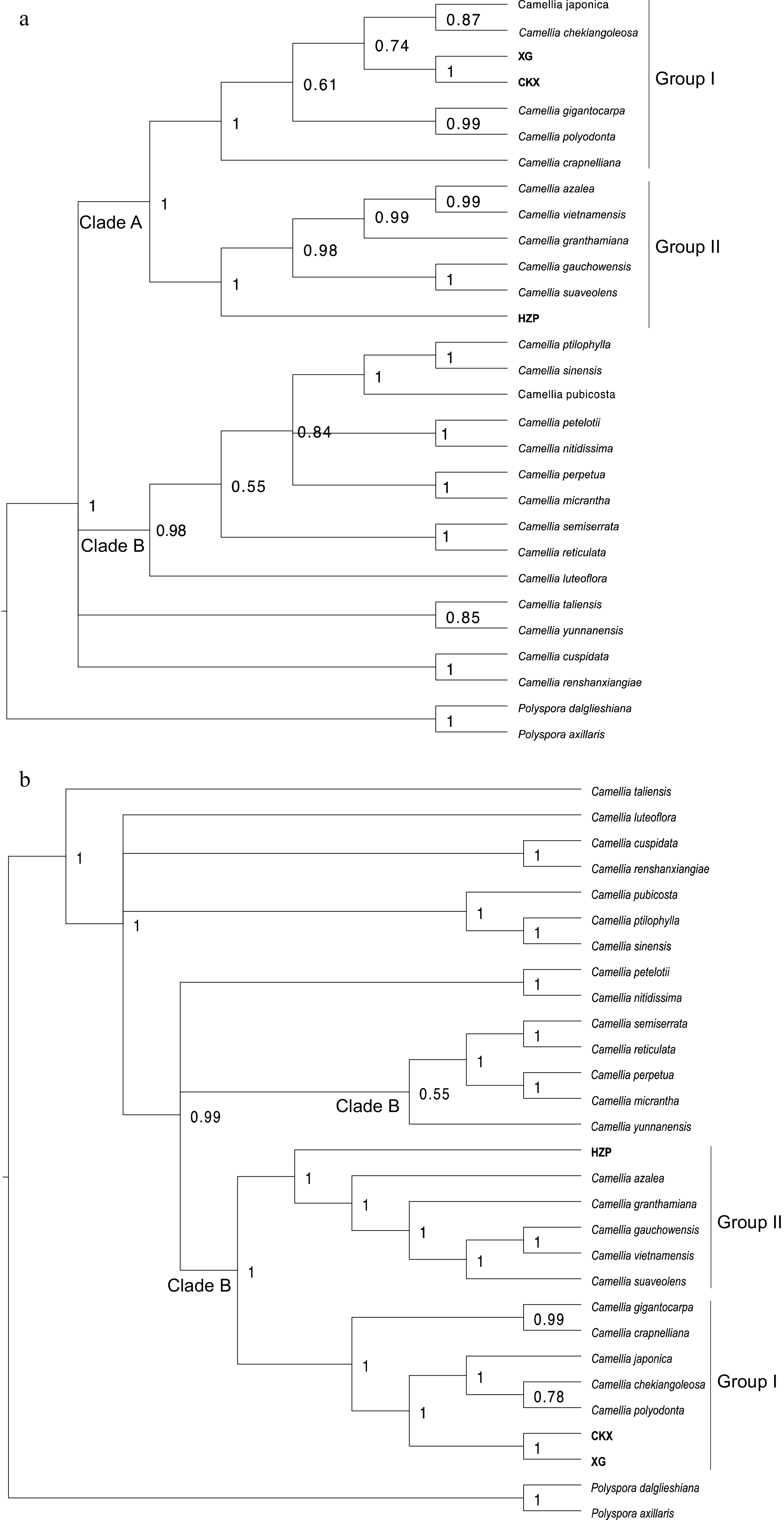 Comparative chloroplast genome analysis of Camellia oleifera and C ...