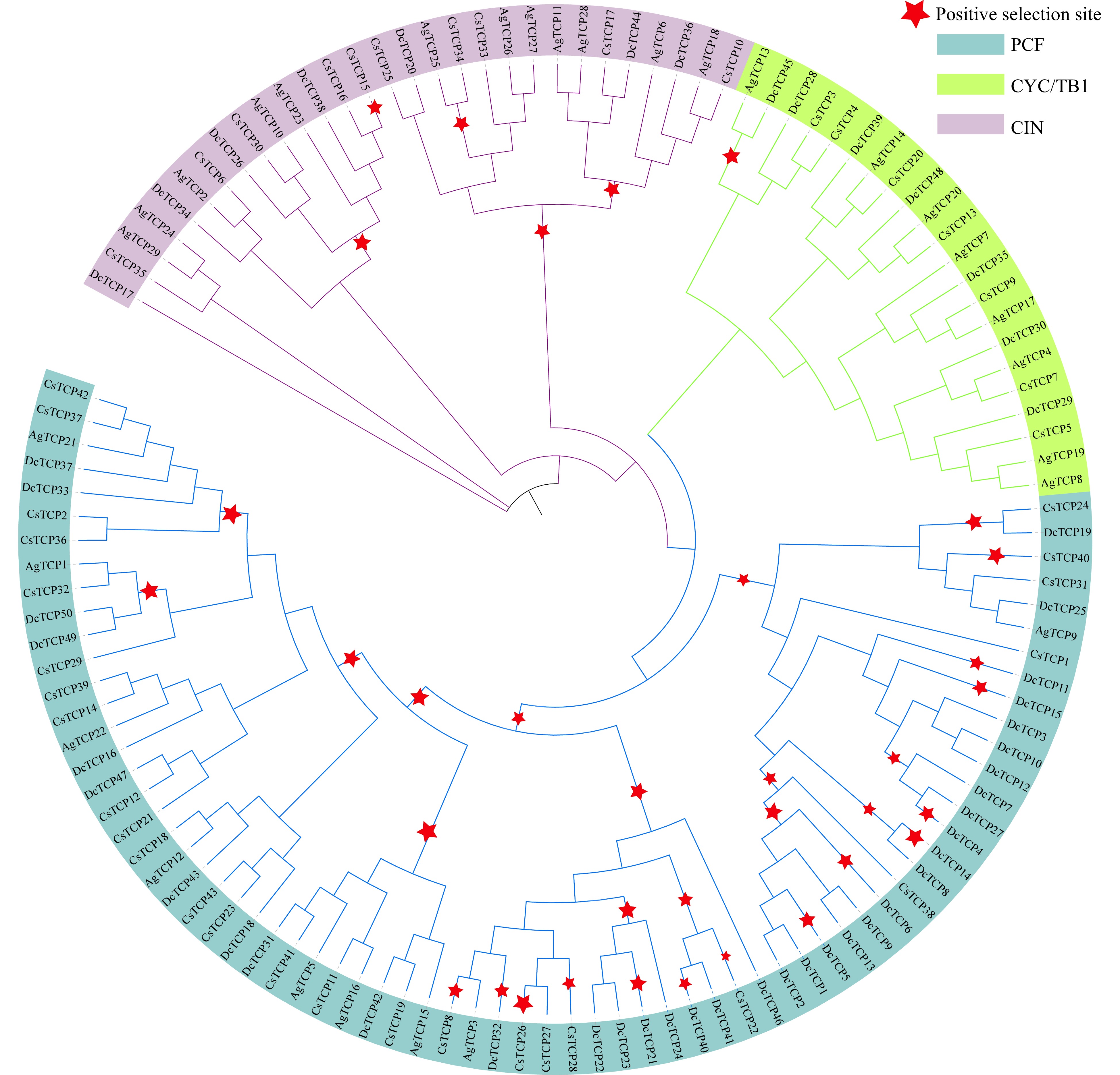 Comparative analysis of the TCP gene family in celery, coriander and