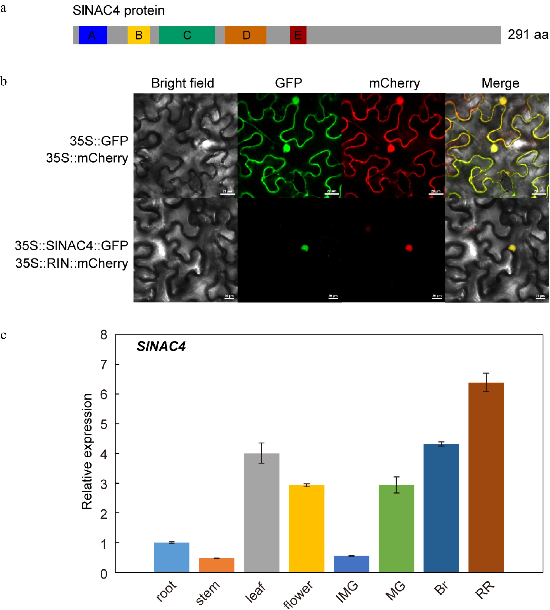 Mutagenesis of SlNAC4 by CRISPR/Cas9 alters gene expression and