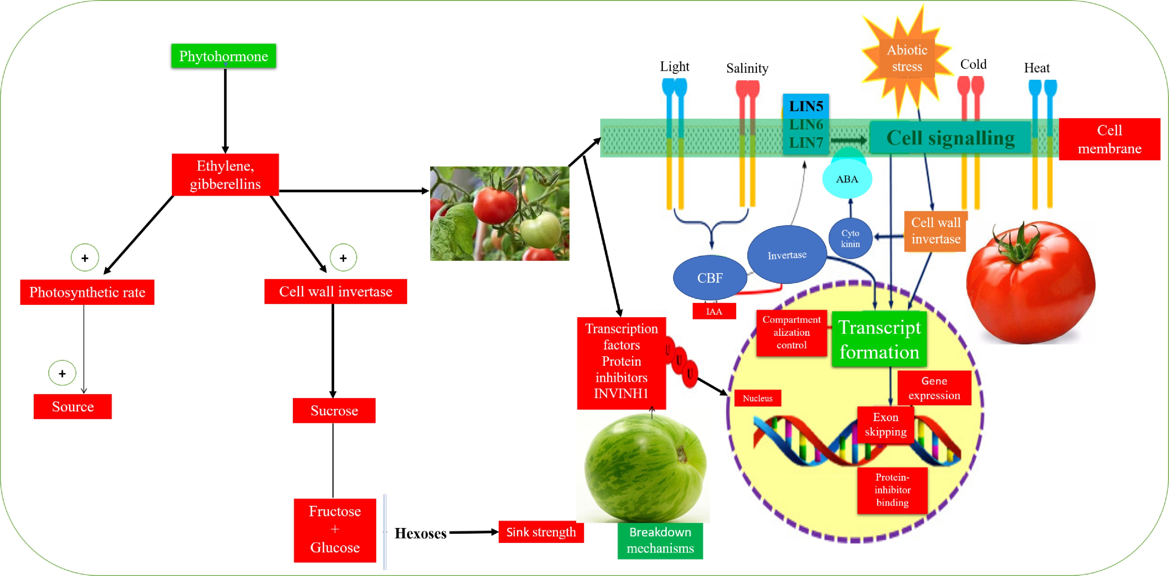 invertase and sucrose experiment