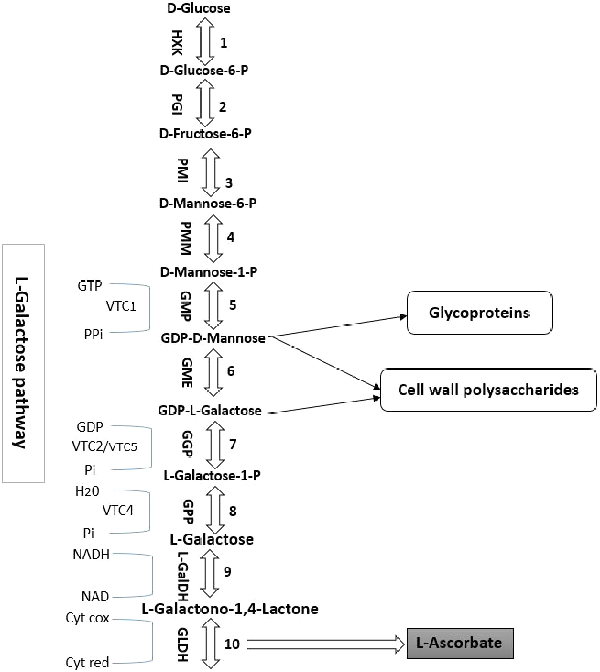 Effect of shading on ascorbic acid accumulation and biosynthetic gene ...