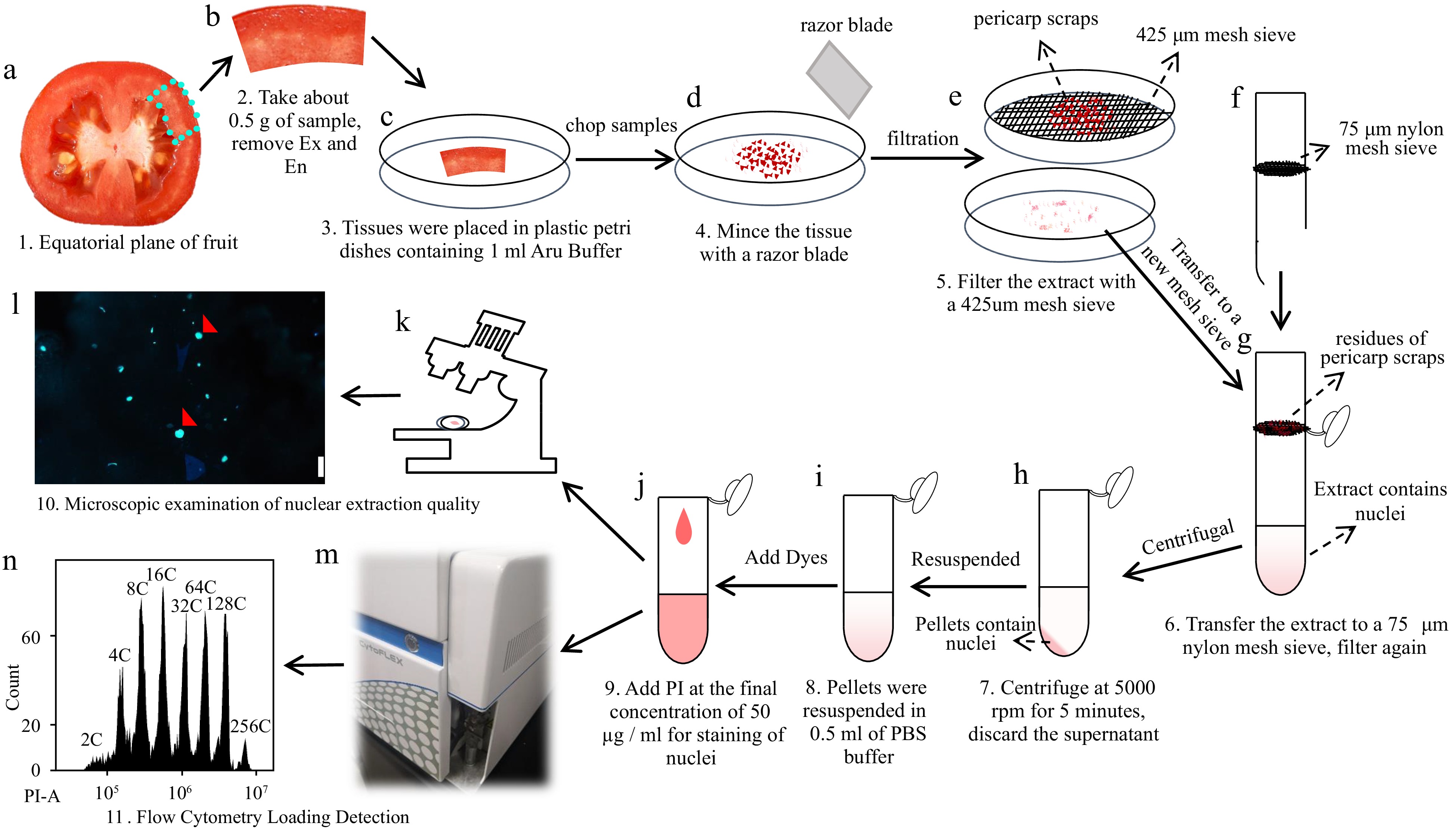 Determination of nuclear DNA ploidy distribution in the mesocarp of ...