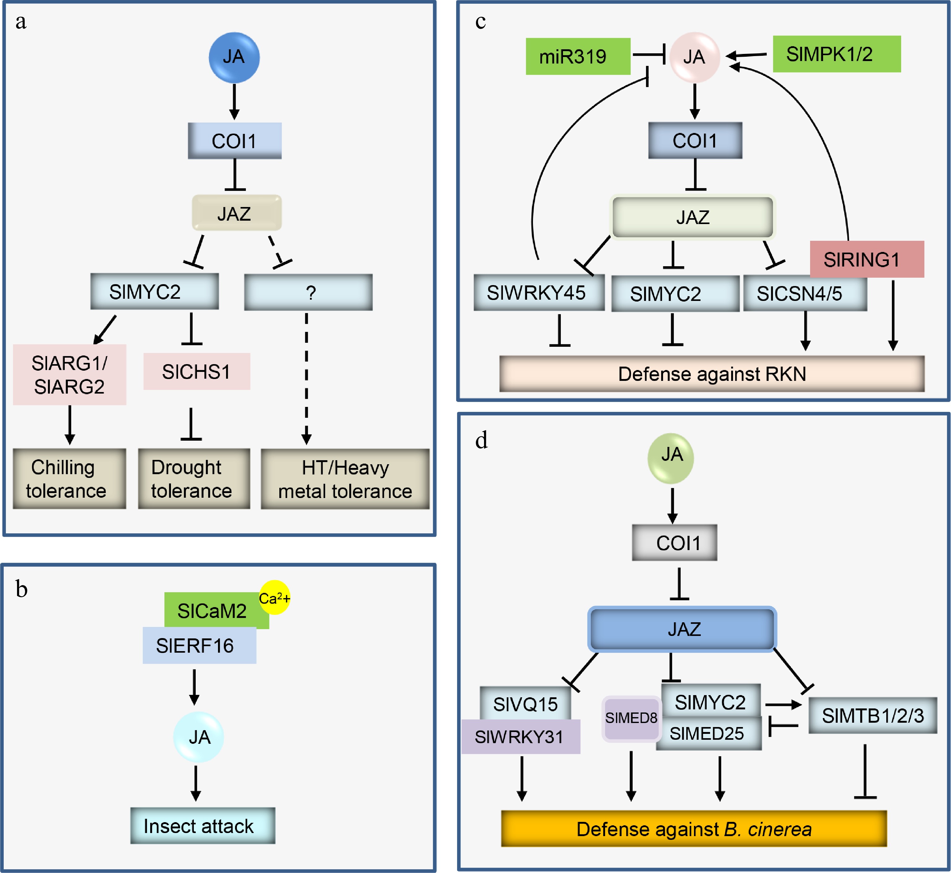 Roles of jasmonates in tomato growth, development and defense