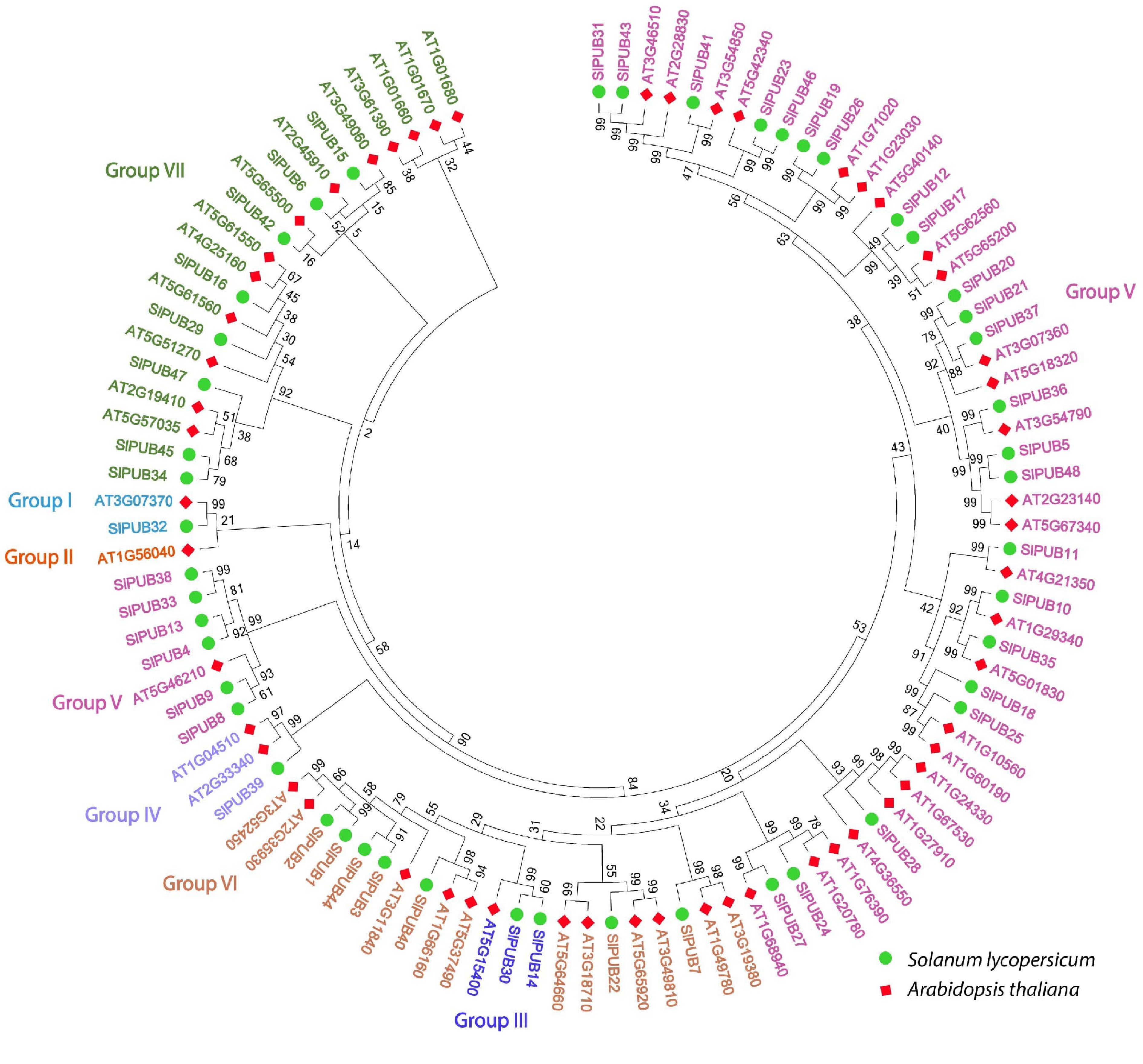 Genome-wide Identification Of The Plant U-box ( PUB ) Gene Family And ...