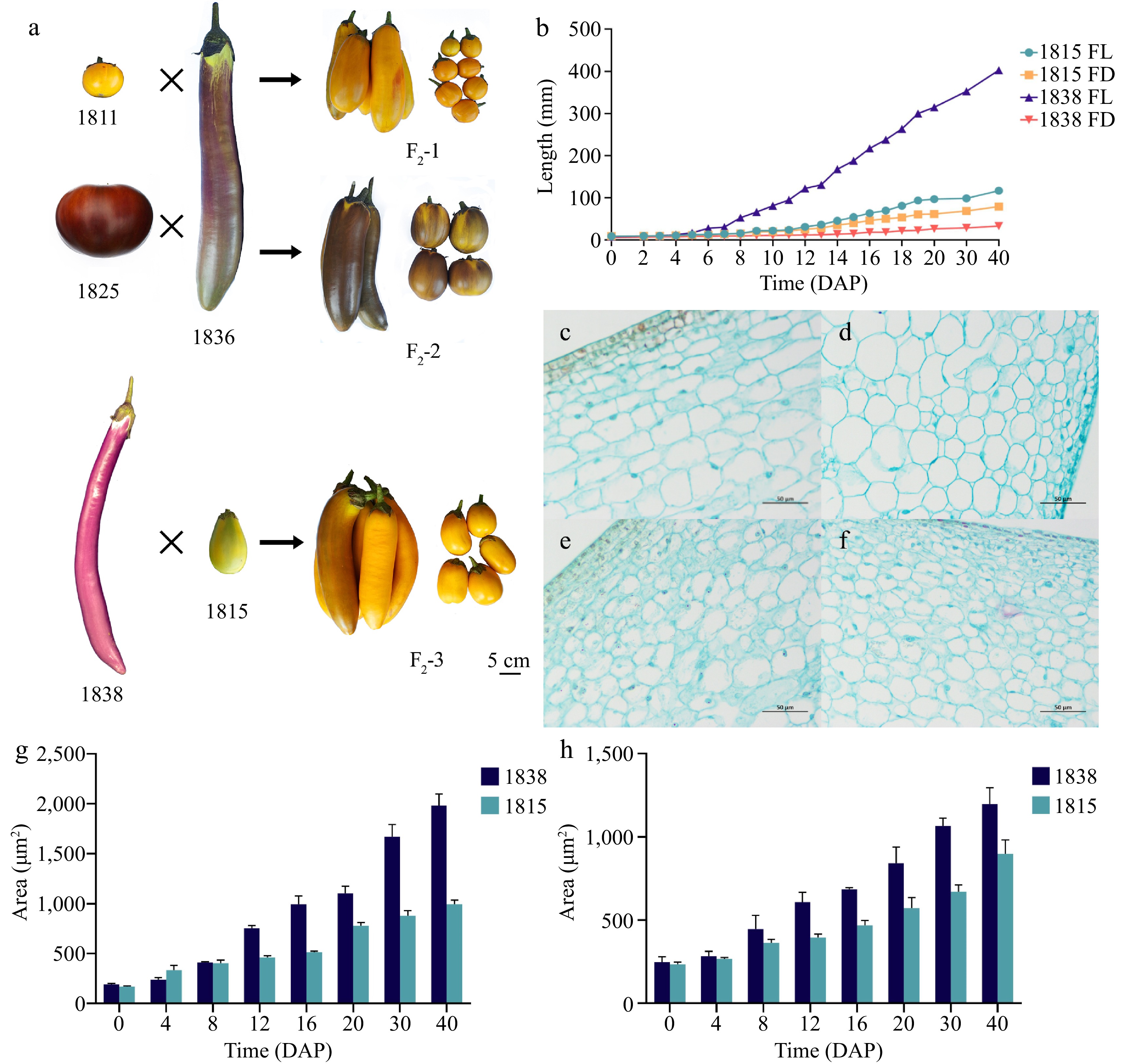 Fine mapping of QTL- fl3.1 reveal SmeFL as the candidate gene ...