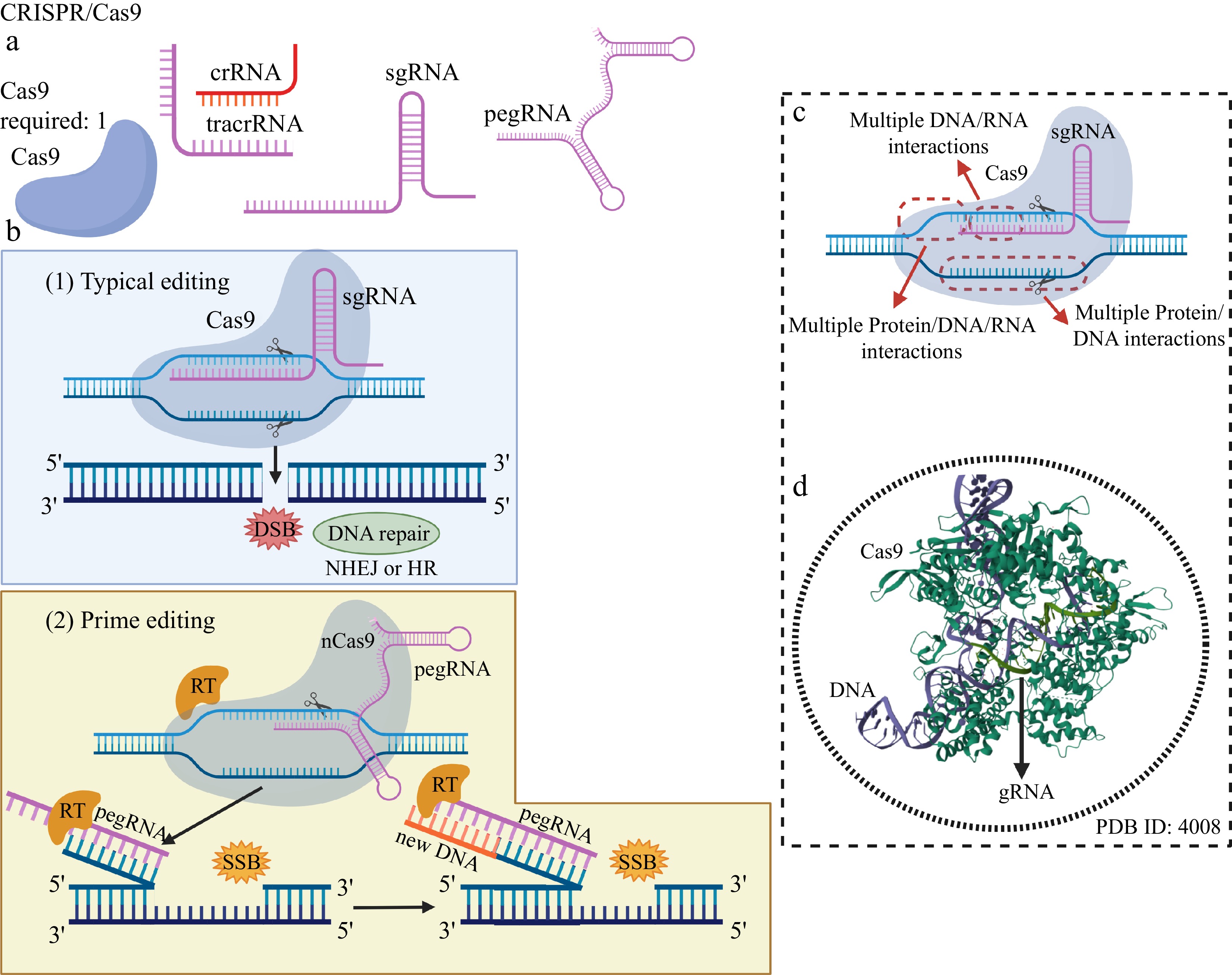 Molecular tools for genome editing in plants a synthetic overview