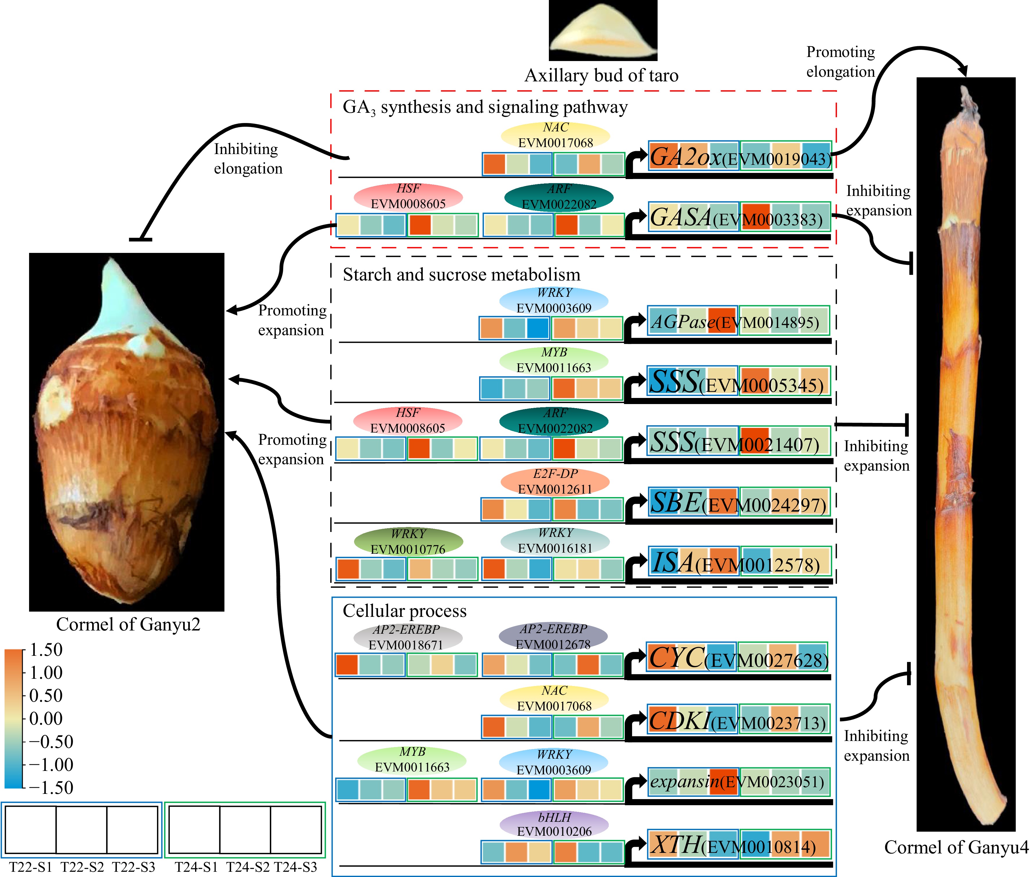 Cormel Example Integrated physiological characters and transcriptome analyses reveal ...