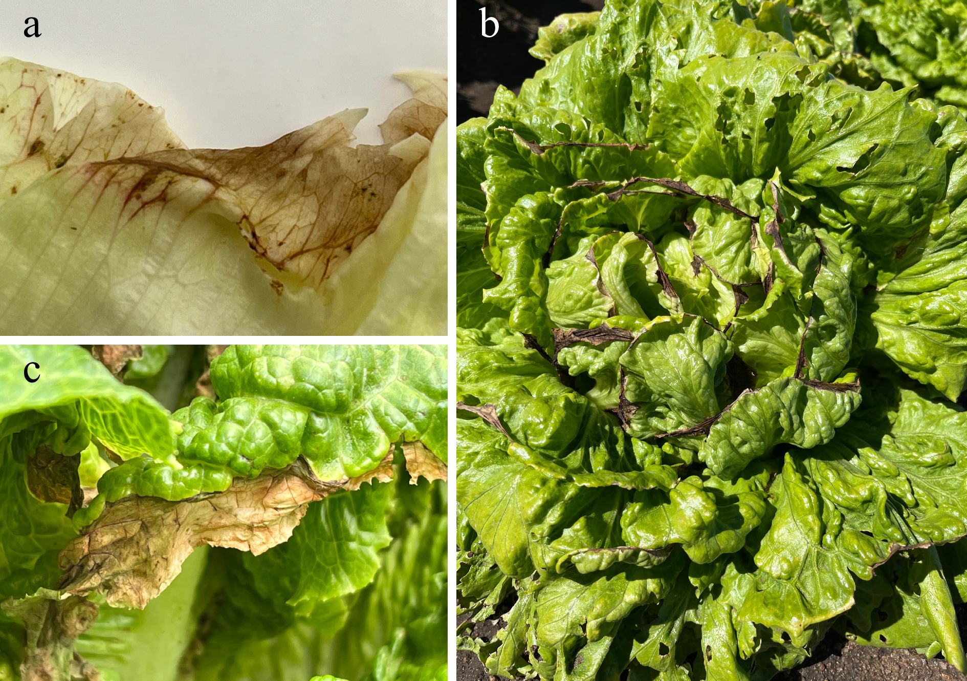 Integrating growth physiology and calcium status to reveal the genetic ...