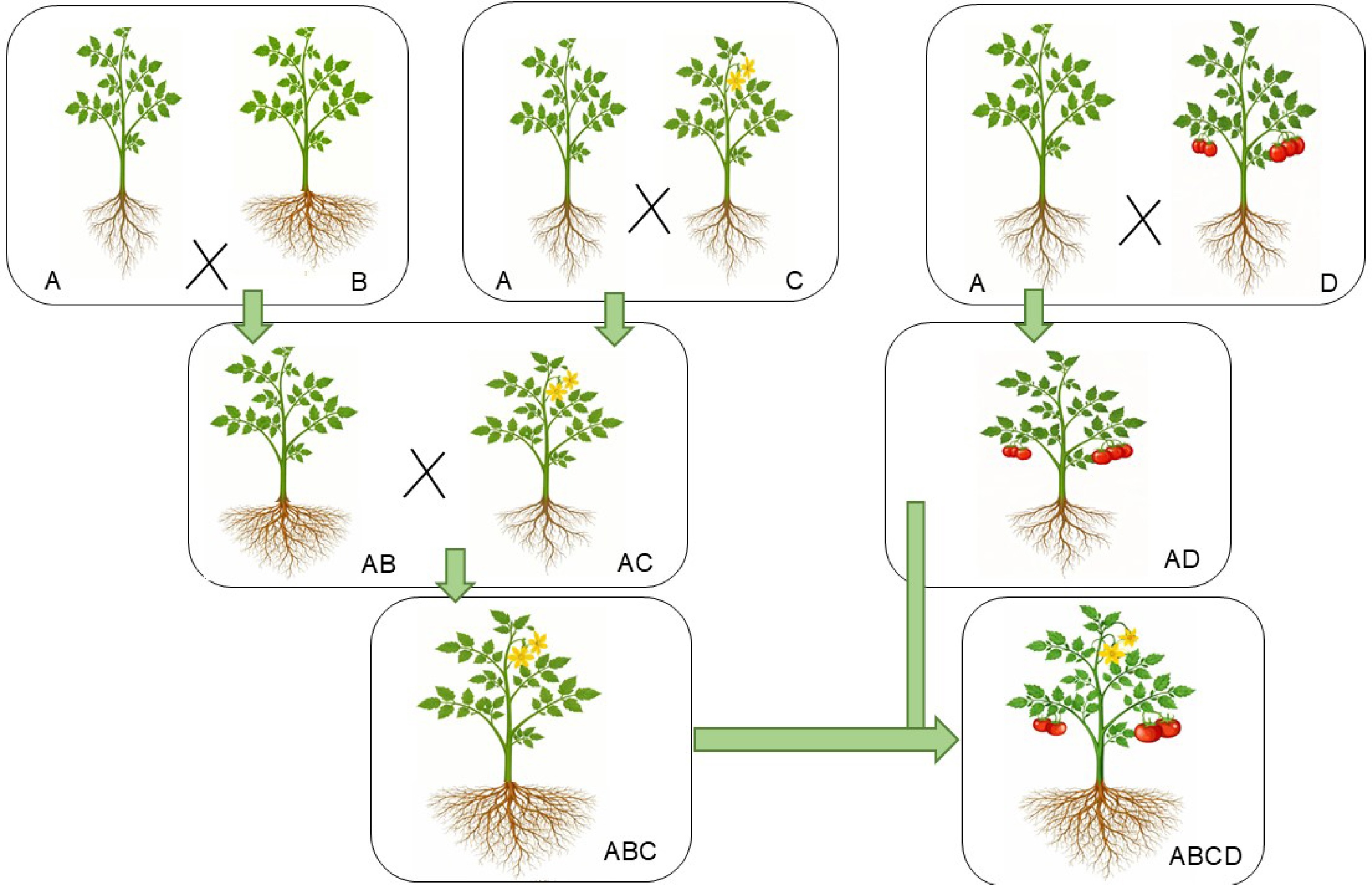 Bridging traditional breeding and molecular approaches routes to ...